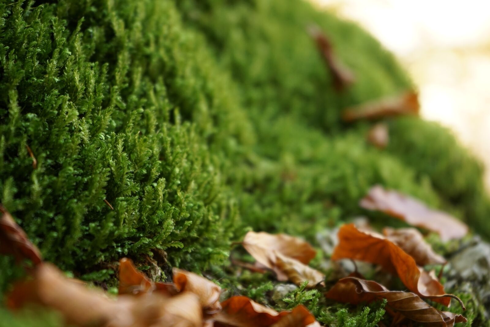 Sony a7 II + Sony FE 28-70mm F3.5-5.6 OSS sample photo. Green, musk, autumn photography