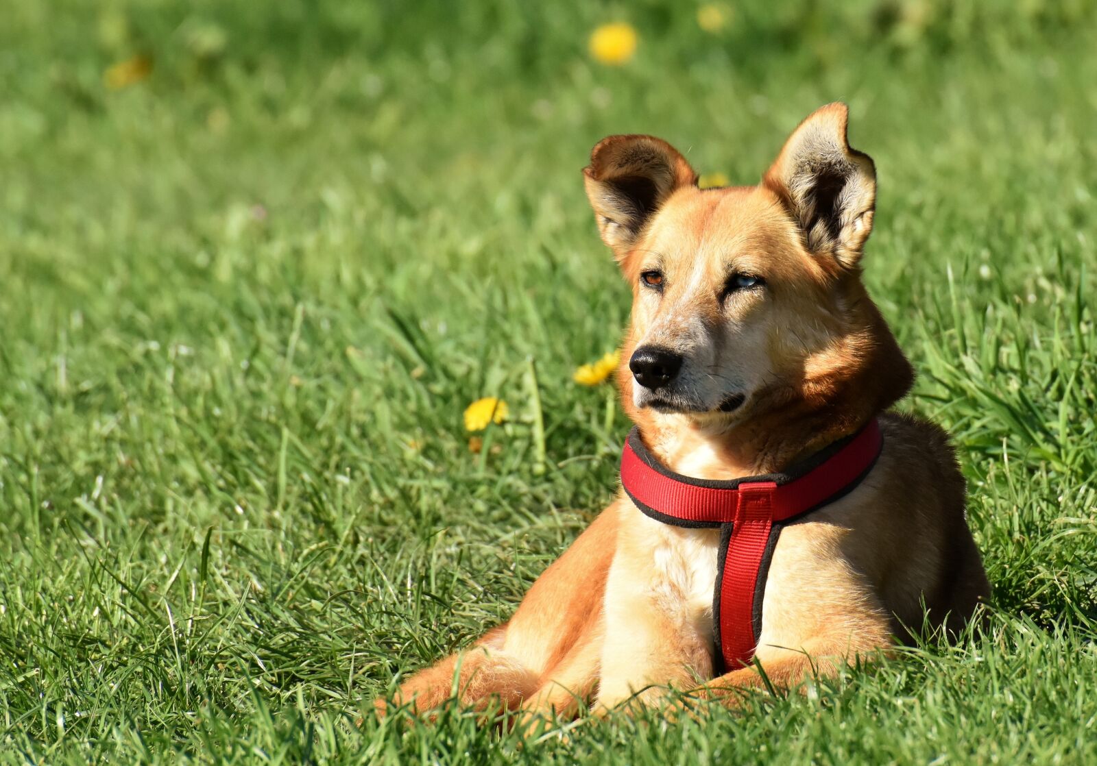 Nikon D7200 sample photo. Dog, animal, different eye photography