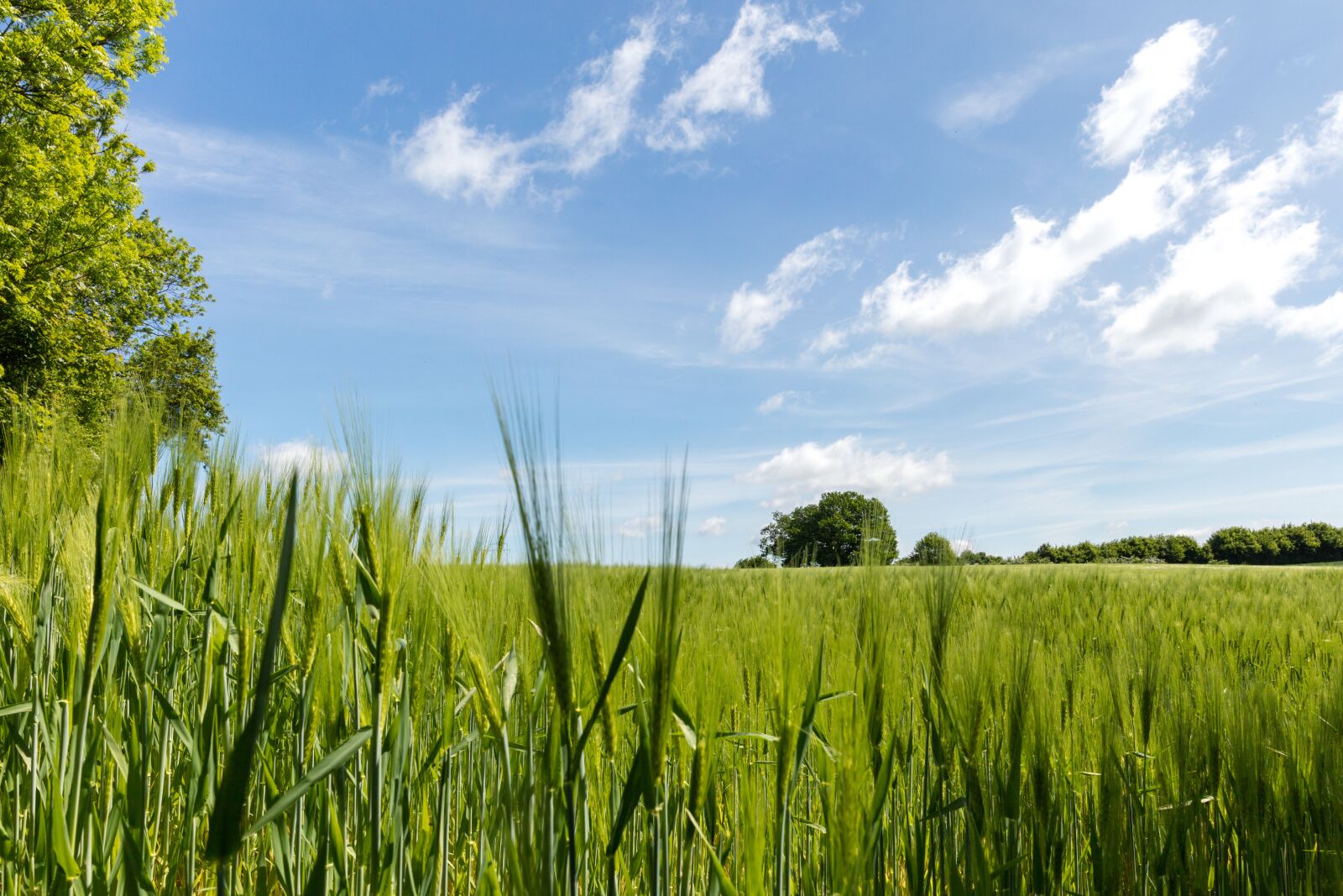 Canon EOS 5DS R sample photo. Cornfield, nature, cereals photography