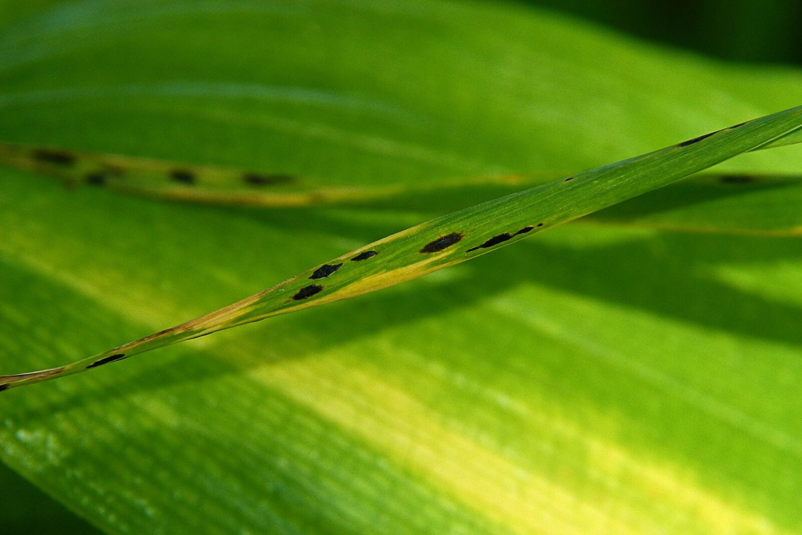 Panasonic Lumix DMC-FZ100 sample photo. Grass, leaf, green photography