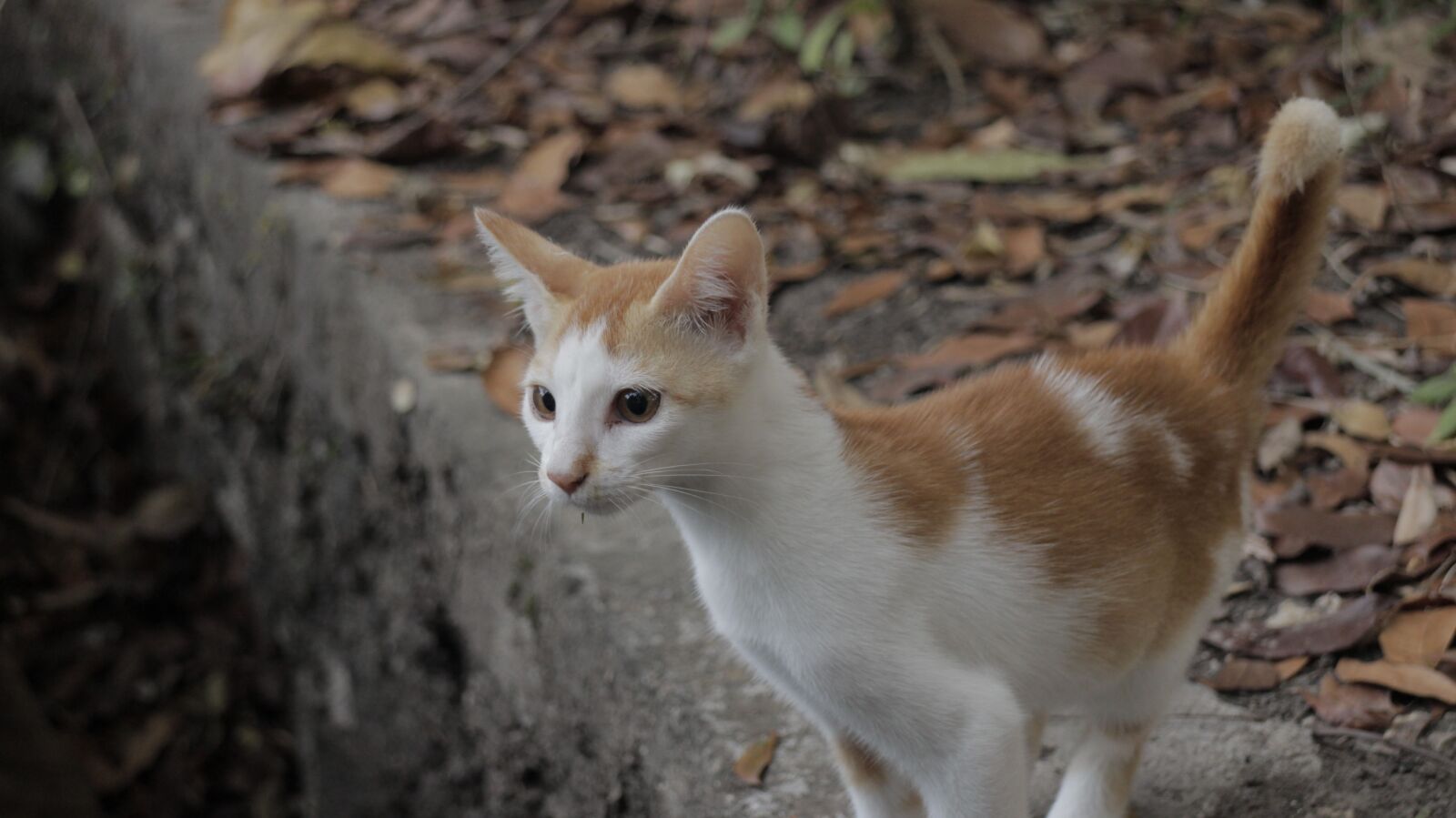 Canon EOS M sample photo. Cat, pet, two color photography