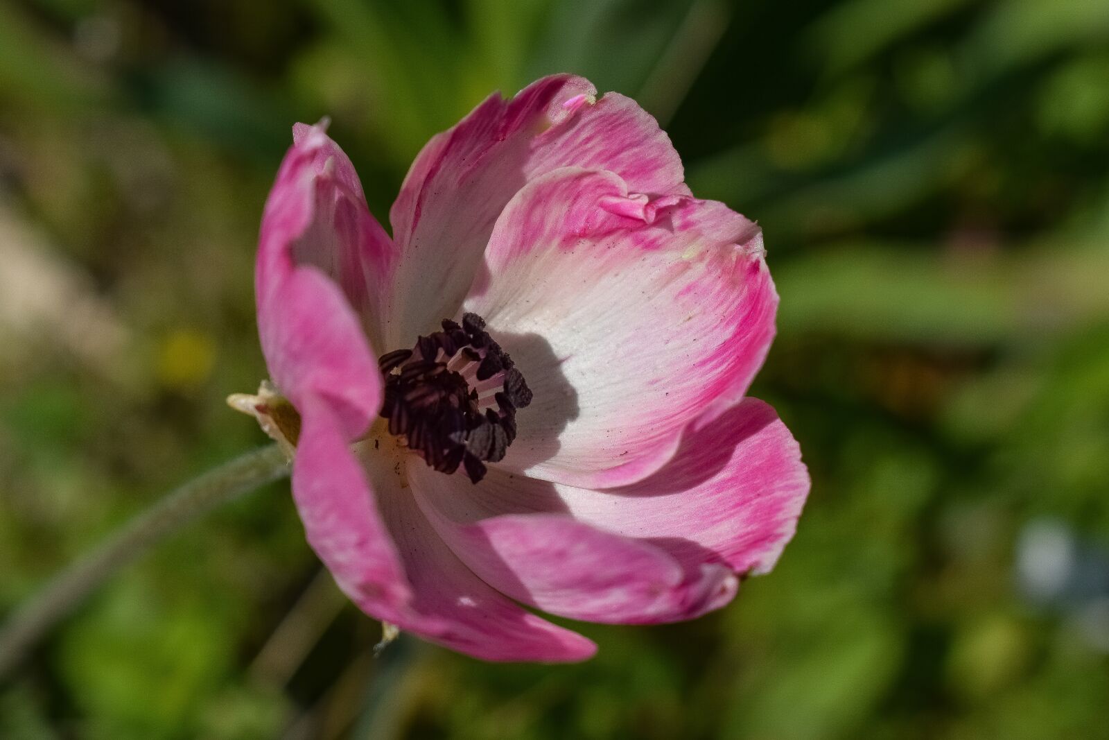 Nikon D3300 sample photo. Flower, pink, wildflower photography