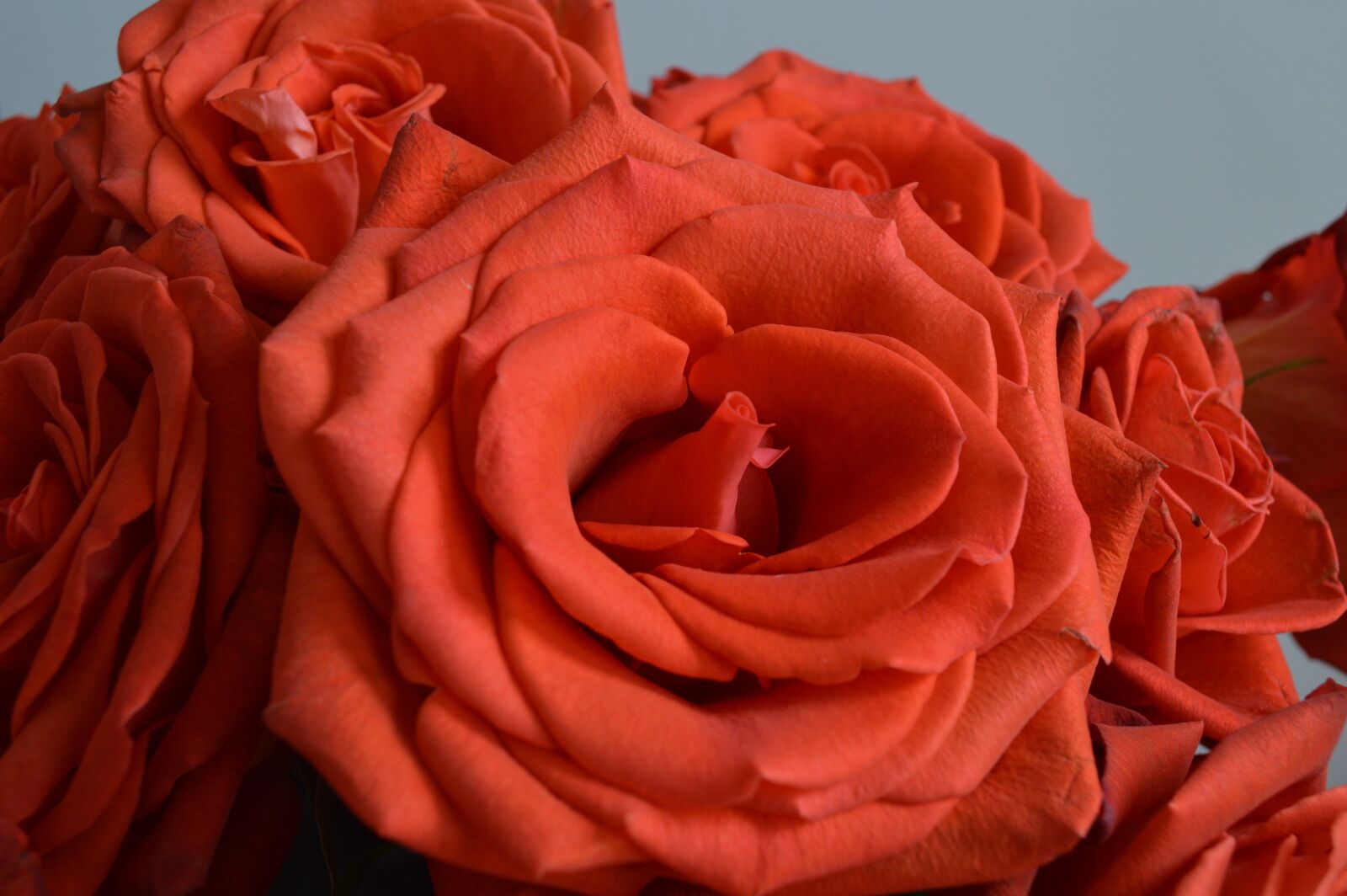 Nikon D3200 sample photo. Rose, flower, red photography