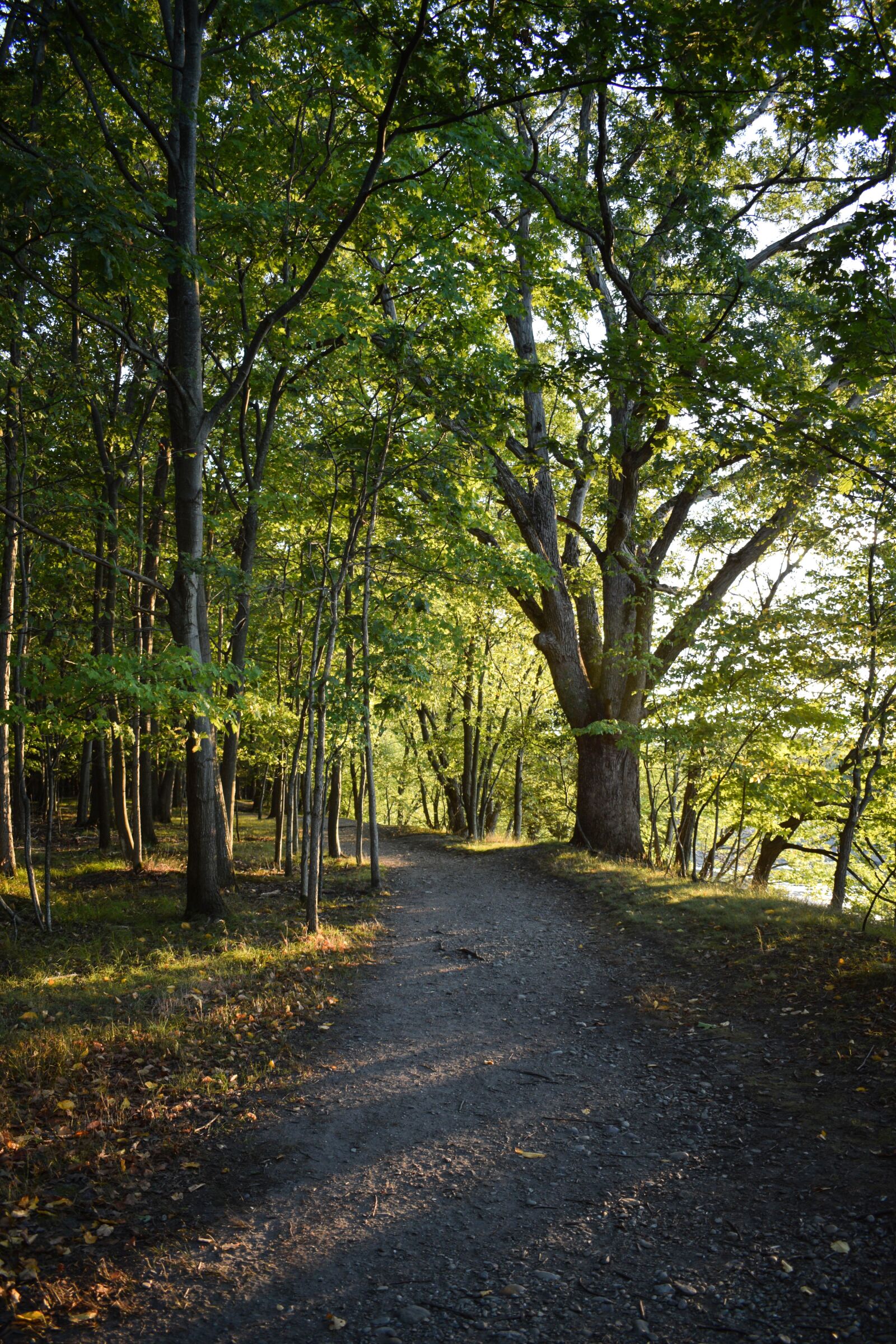 Nikon D3300 sample photo. Hiking, woods, trees photography