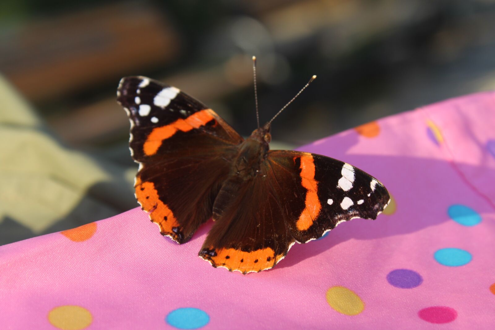 Canon EOS 700D (EOS Rebel T5i / EOS Kiss X7i) sample photo. Butterfly, istanbul, turkey photography