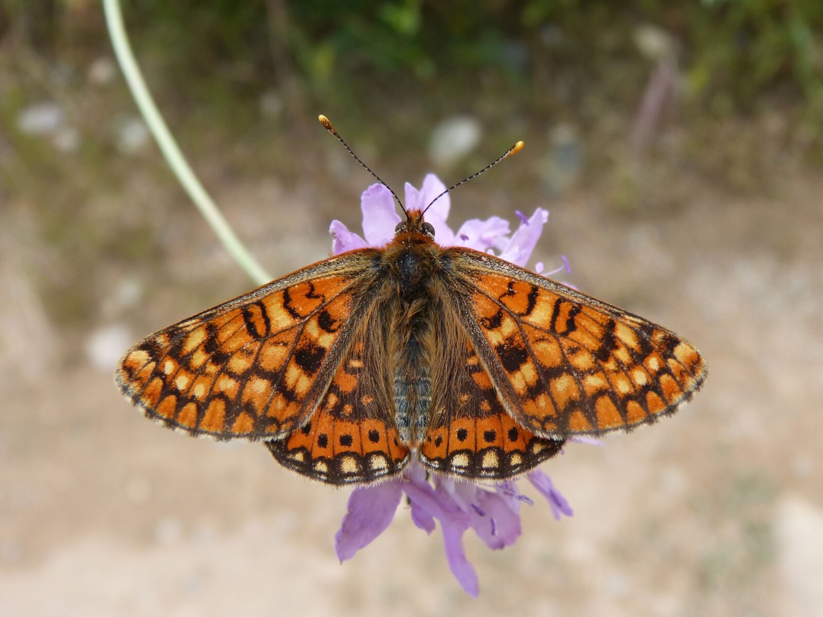 Panasonic DMC-FZ62 sample photo. Butterfly, damero knapweed, melitaea photography