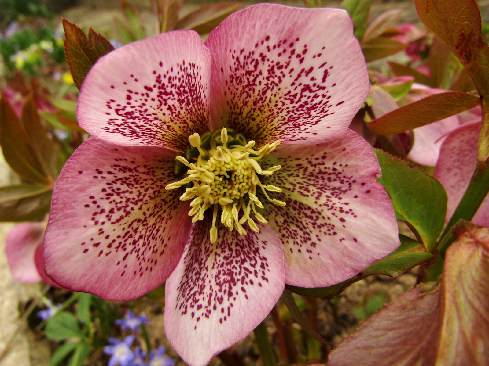 Canon POWERSHOT SX432 IS sample photo. Christmas rose, speckled, rose photography