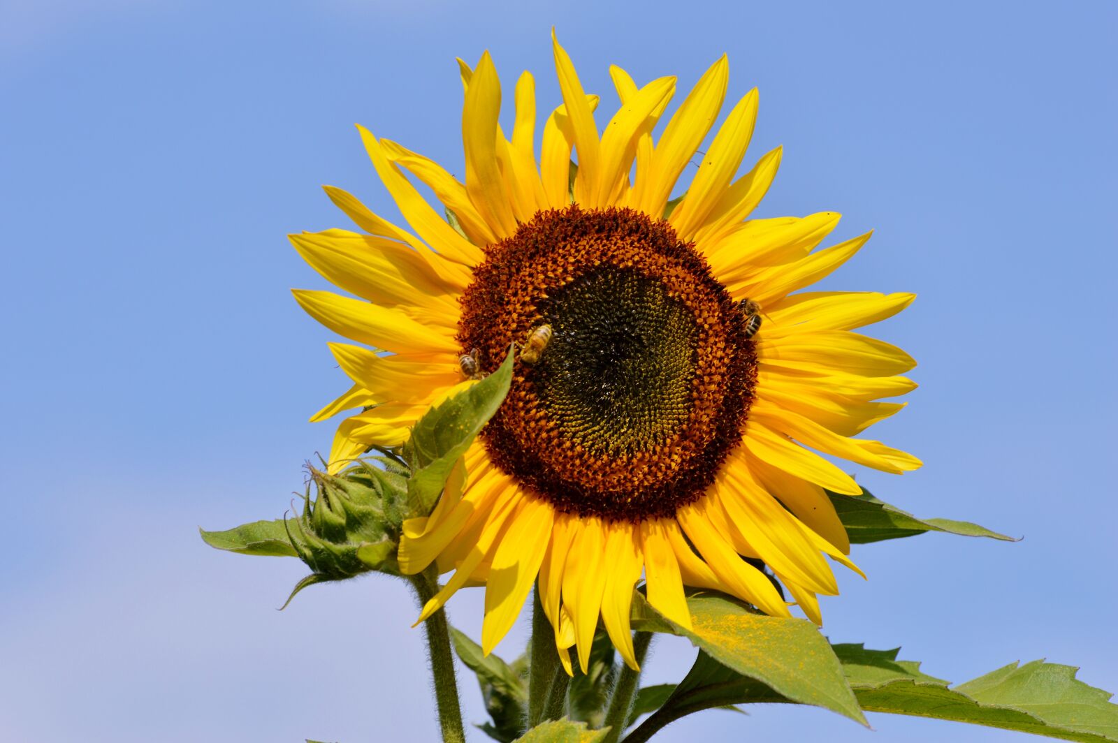 Nikon D3200 sample photo. Sunflower, flower, yellow flower photography