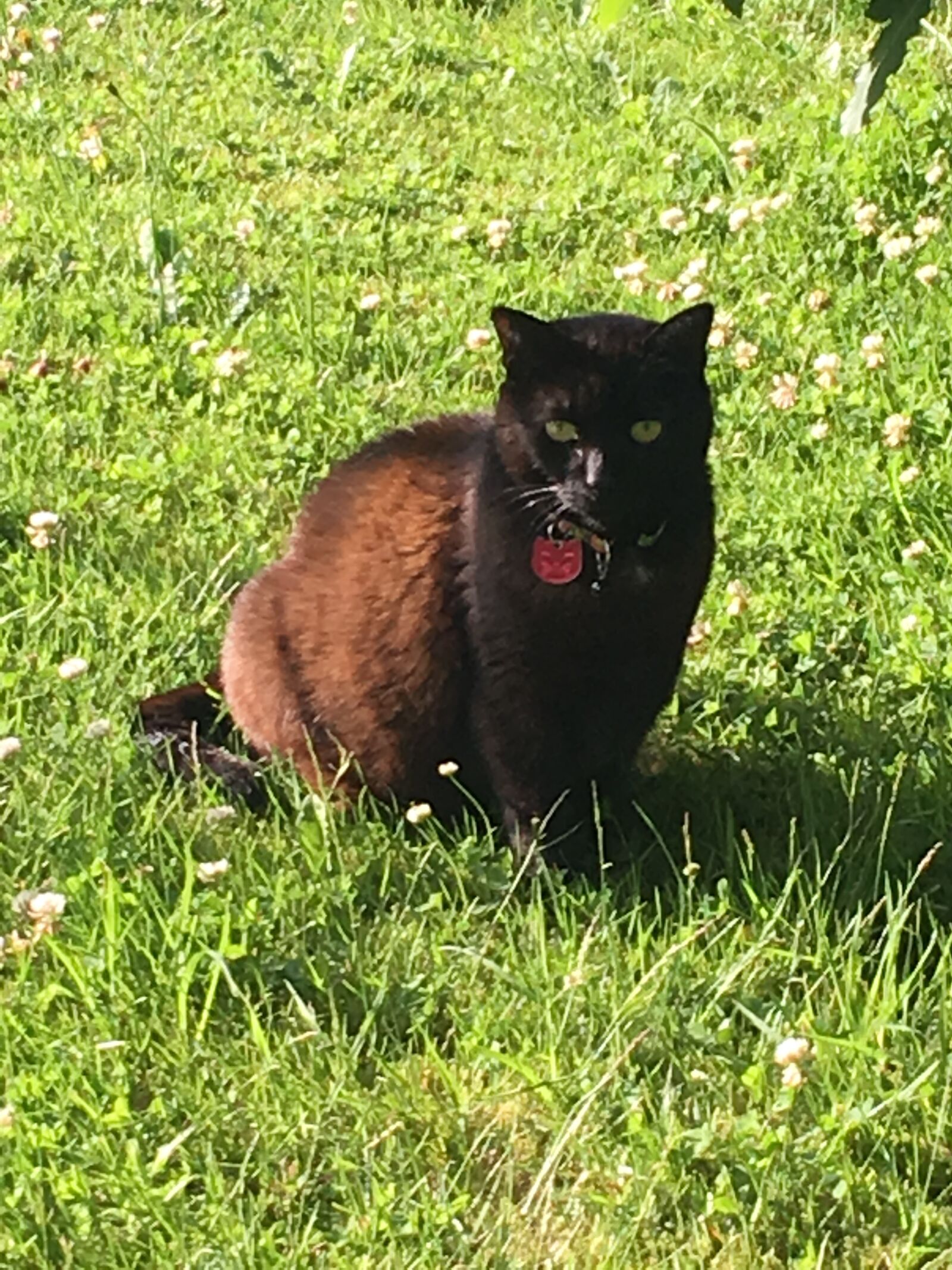 iPhone 6s Plus back camera 4.15mm f/2.2 sample photo. Black cat, cat, weed photography