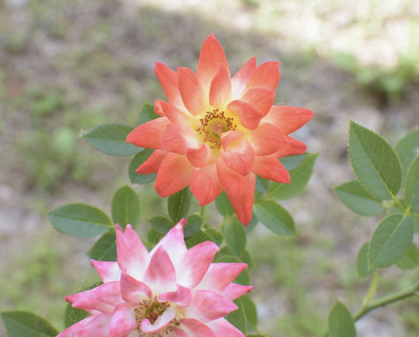 Nikon D5300 sample photo. Flower, garden, nature photography