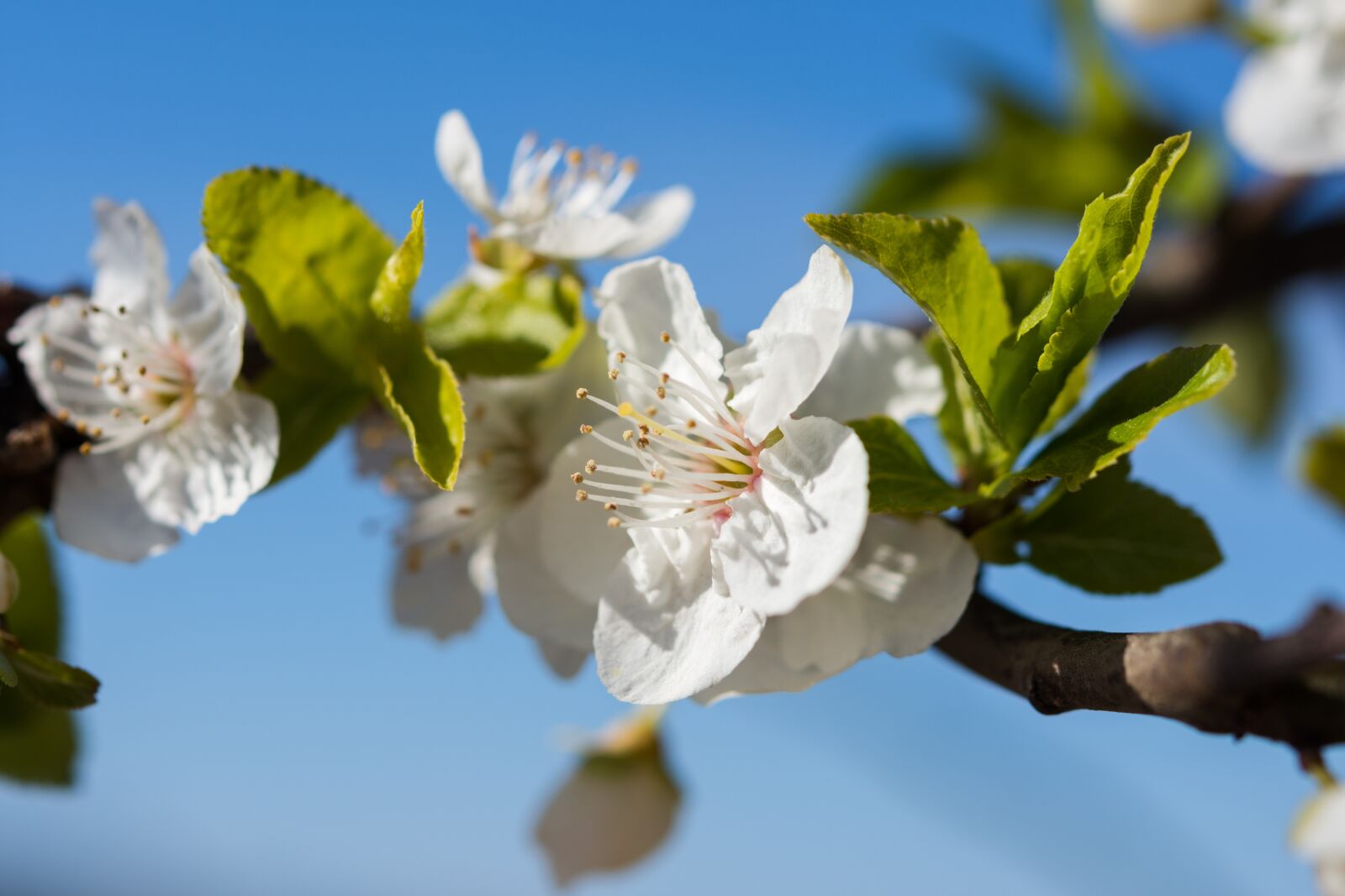 Nikon D7200 sample photo. Nature, flowers, cherry photography