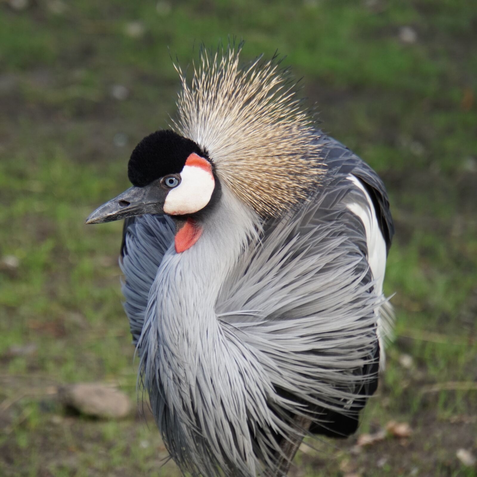 Sony a6500 sample photo. Grey crowned crane, bird photography