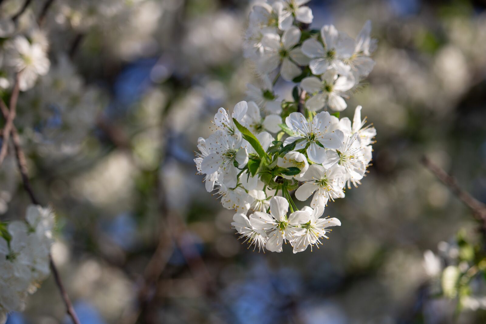 Canon EOS 100D (EOS Rebel SL1 / EOS Kiss X7) sample photo. Fruit tree, plum, flowering photography