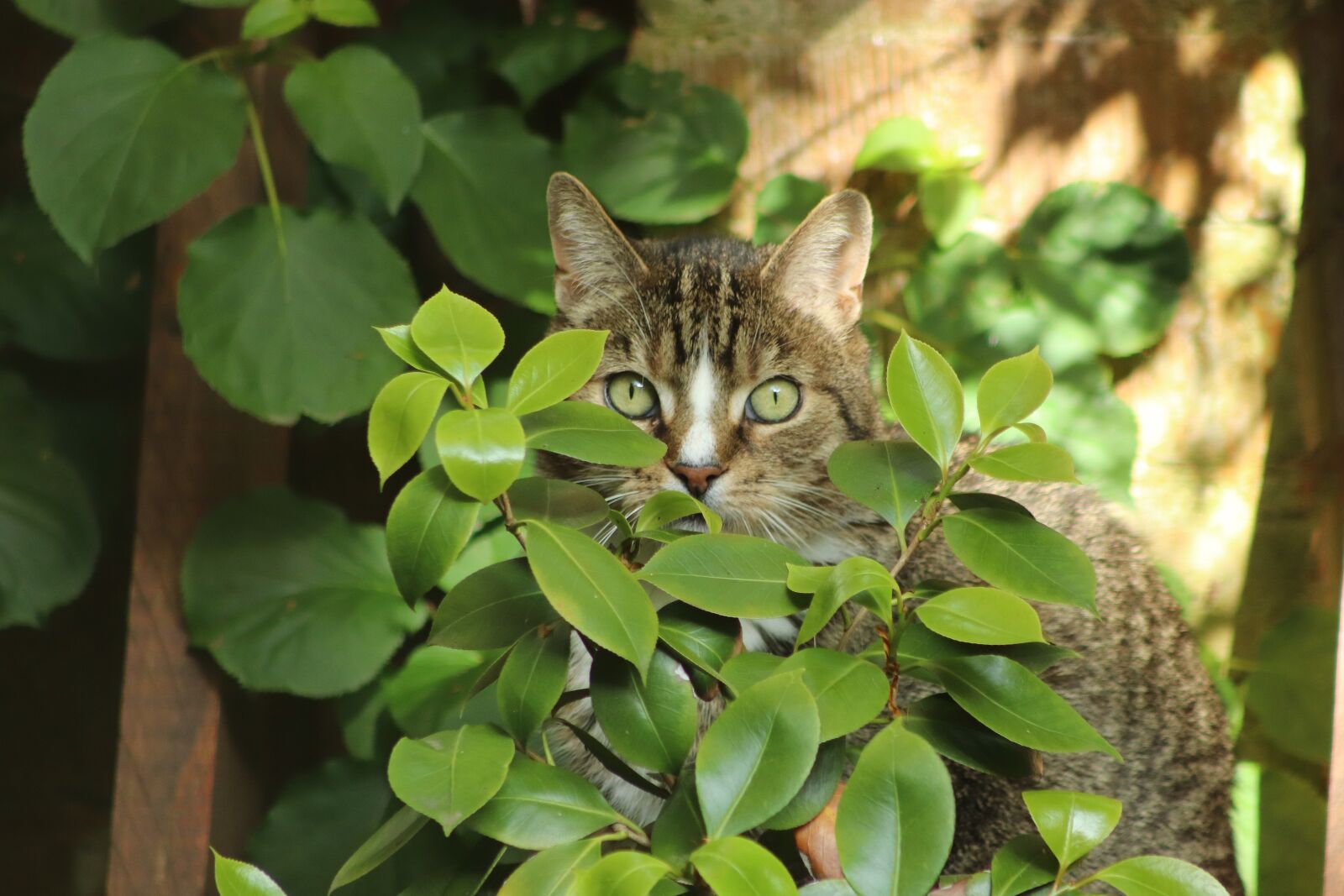 Canon EOS 800D (EOS Rebel T7i / EOS Kiss X9i) sample photo. Cat, cat's eyes, cat photography