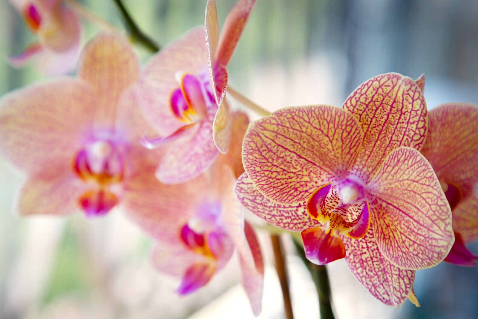 Canon EOS 6D Mark II sample photo. Orchid, rosa, bright photography