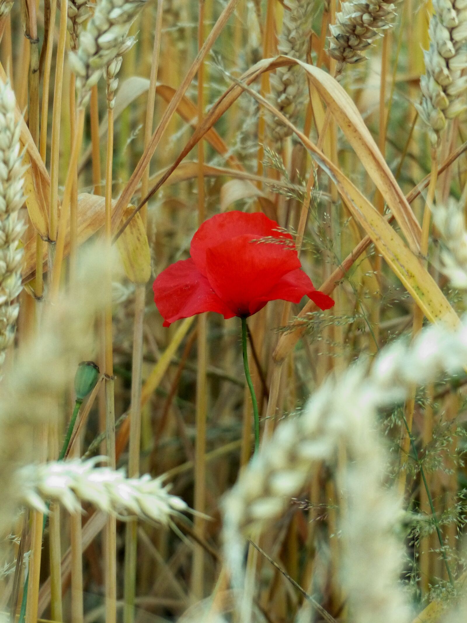 Panasonic Lumix DMC-FZ200 sample photo. Poppy, cornfield, grain photography