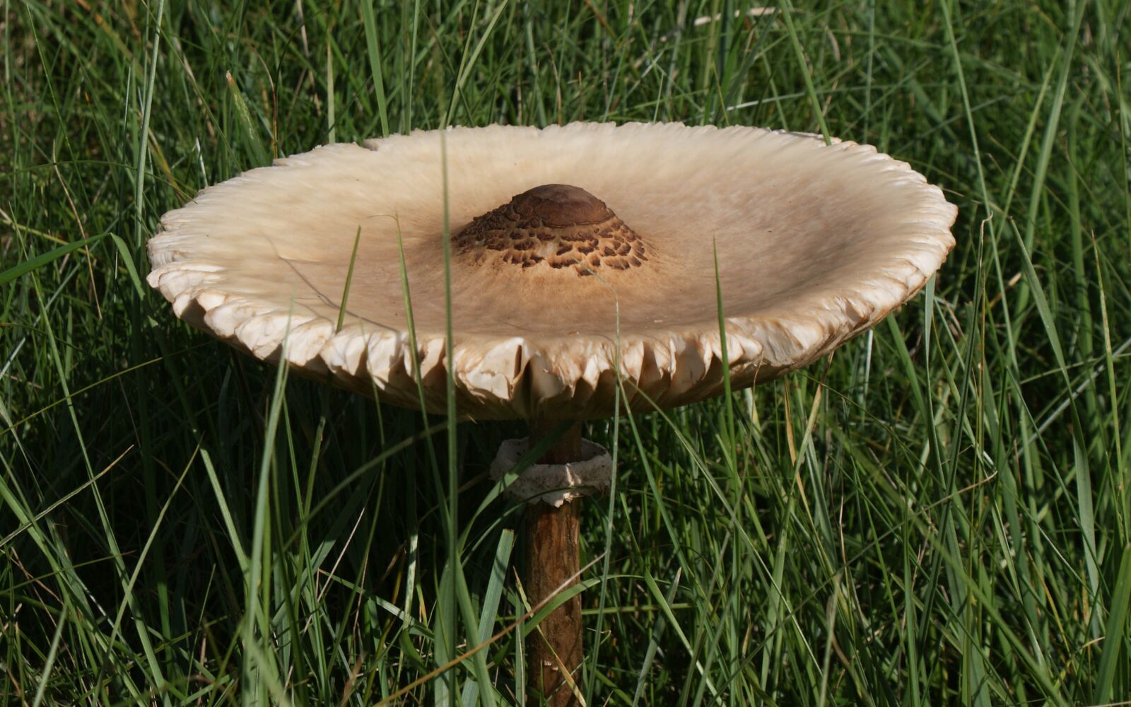 Sony Alpha DSLR-A300 sample photo. Nature, mushrooms, meadow photography