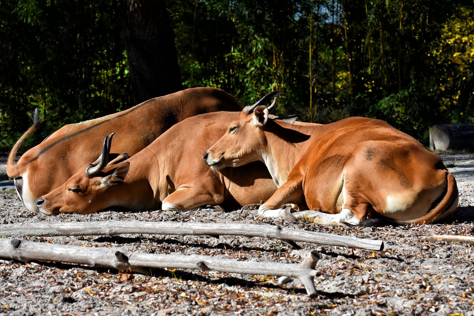 Nikon D7200 sample photo. Banteng, beef, animal photography
