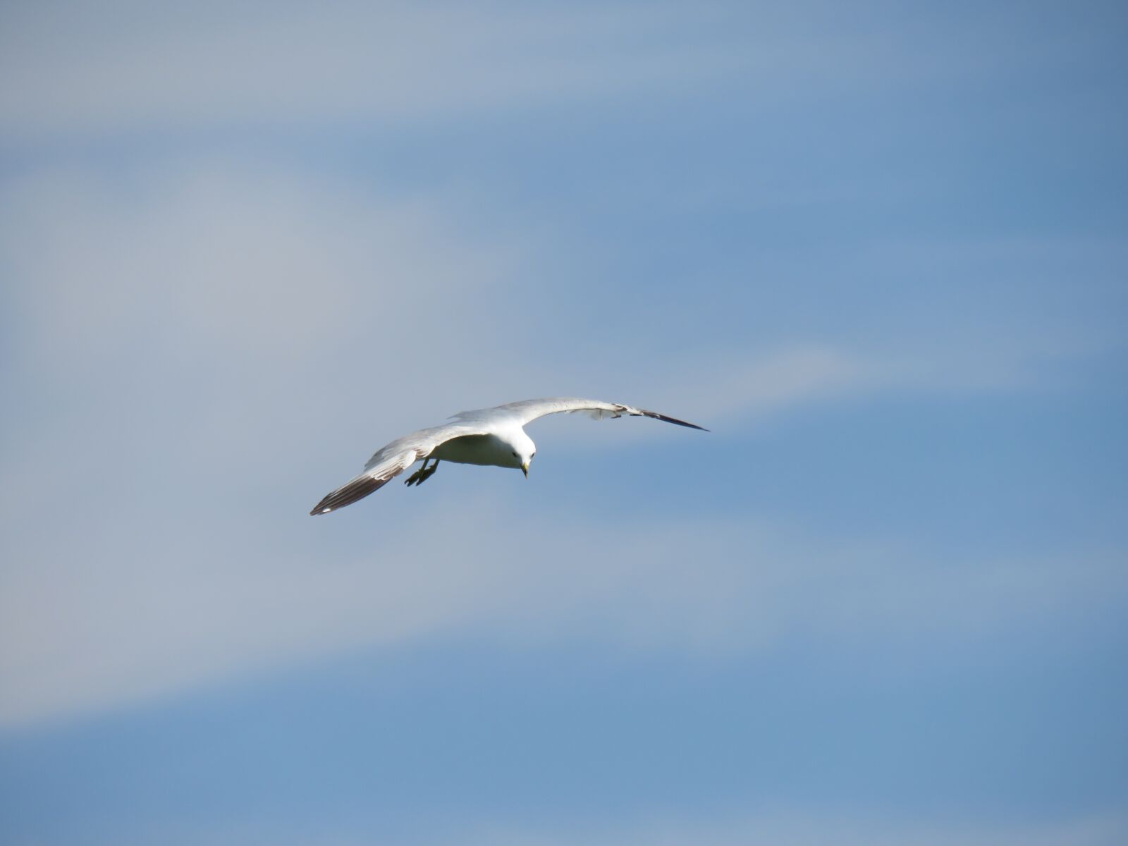 Canon PowerShot SX540 HS sample photo. Seagal, flying, sky photography