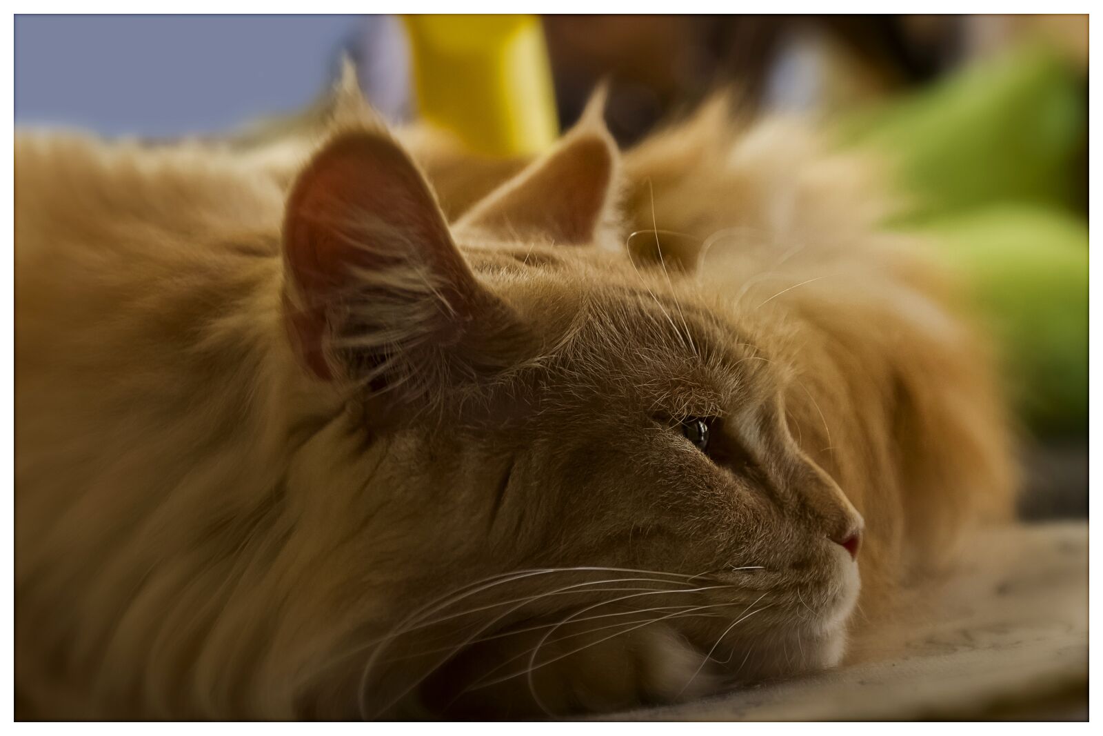 Canon EOS 7D sample photo. Cat, animals, cats photography