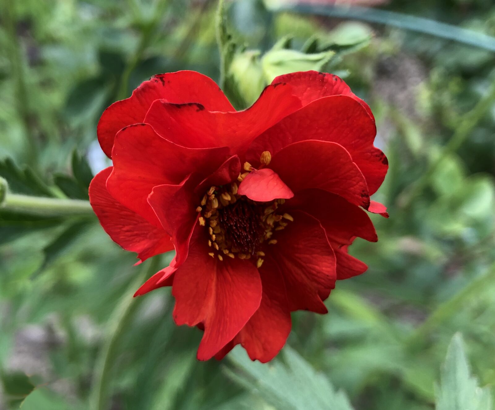 iPhone X back dual camera 4mm f/1.8 sample photo. Flower, heart, rose photography