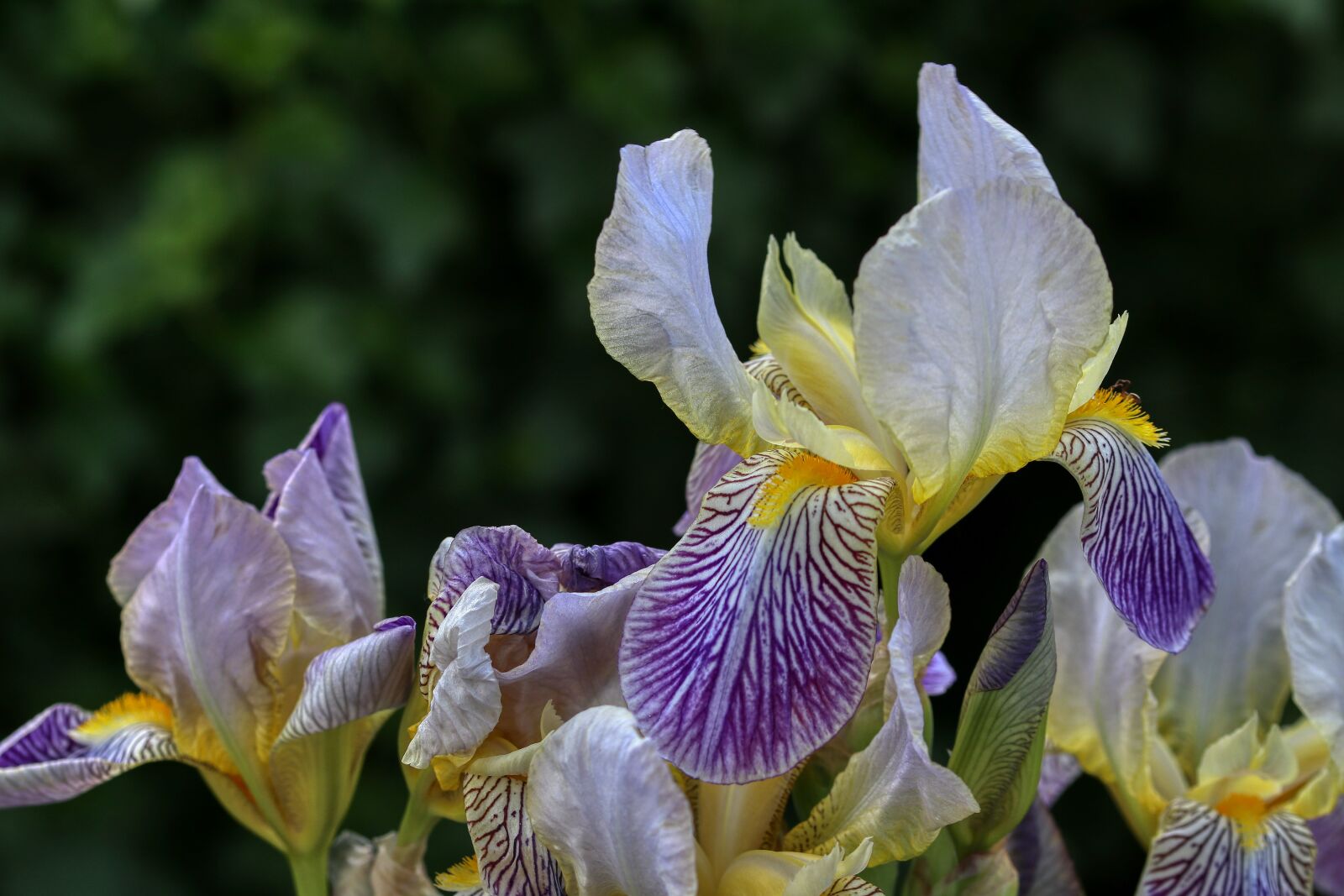 Canon EOS 80D sample photo. Flower, petals, garden photography