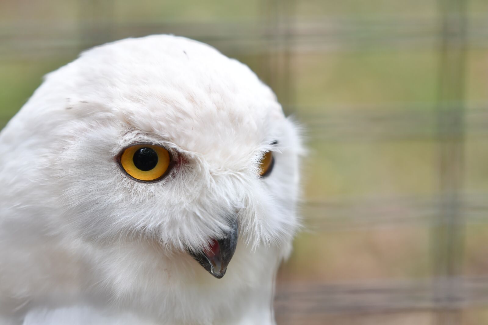 Nikon D500 sample photo. Snowy owl, white owl photography