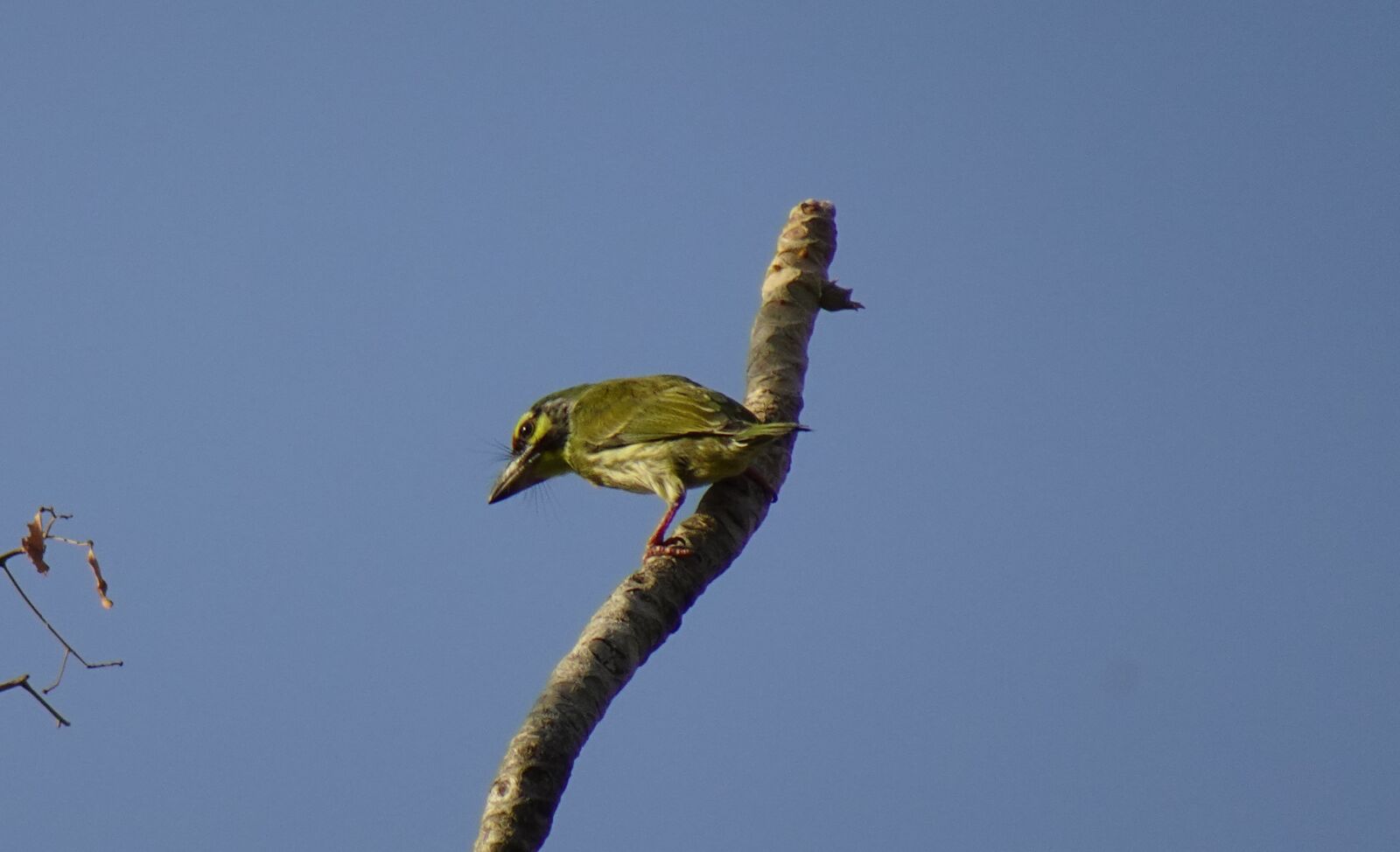 Sony DSC-WX800 sample photo. Bird, barbet, coppersmith photography