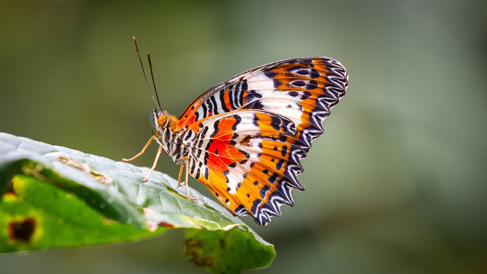 Canon EOS 5D Mark III sample photo. Leopard lacewing, butterfly, bali photography