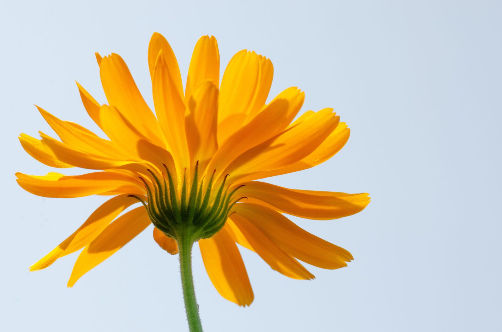 Nikon D7000 sample photo. Marigold, backlighting, calendula photography
