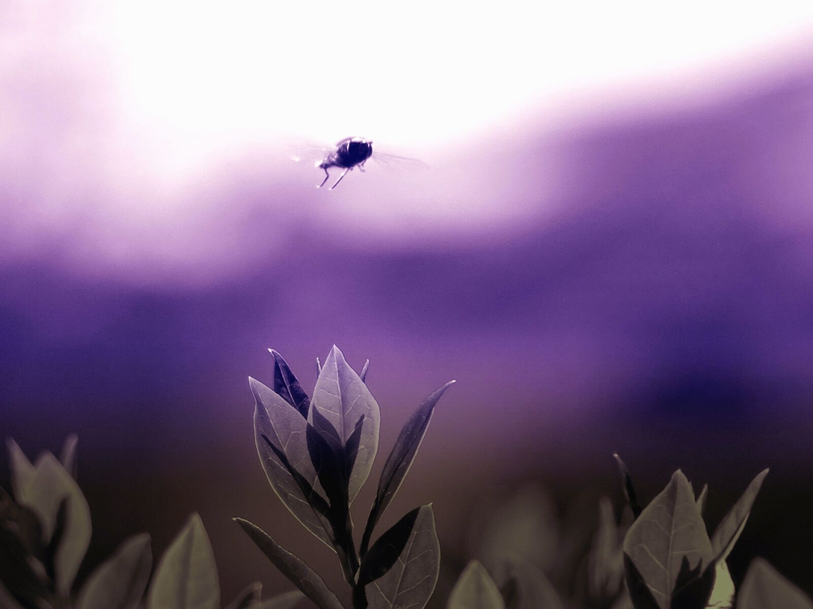 Sony DSC-HX60 sample photo. Fly, insect, leaf, garden photography