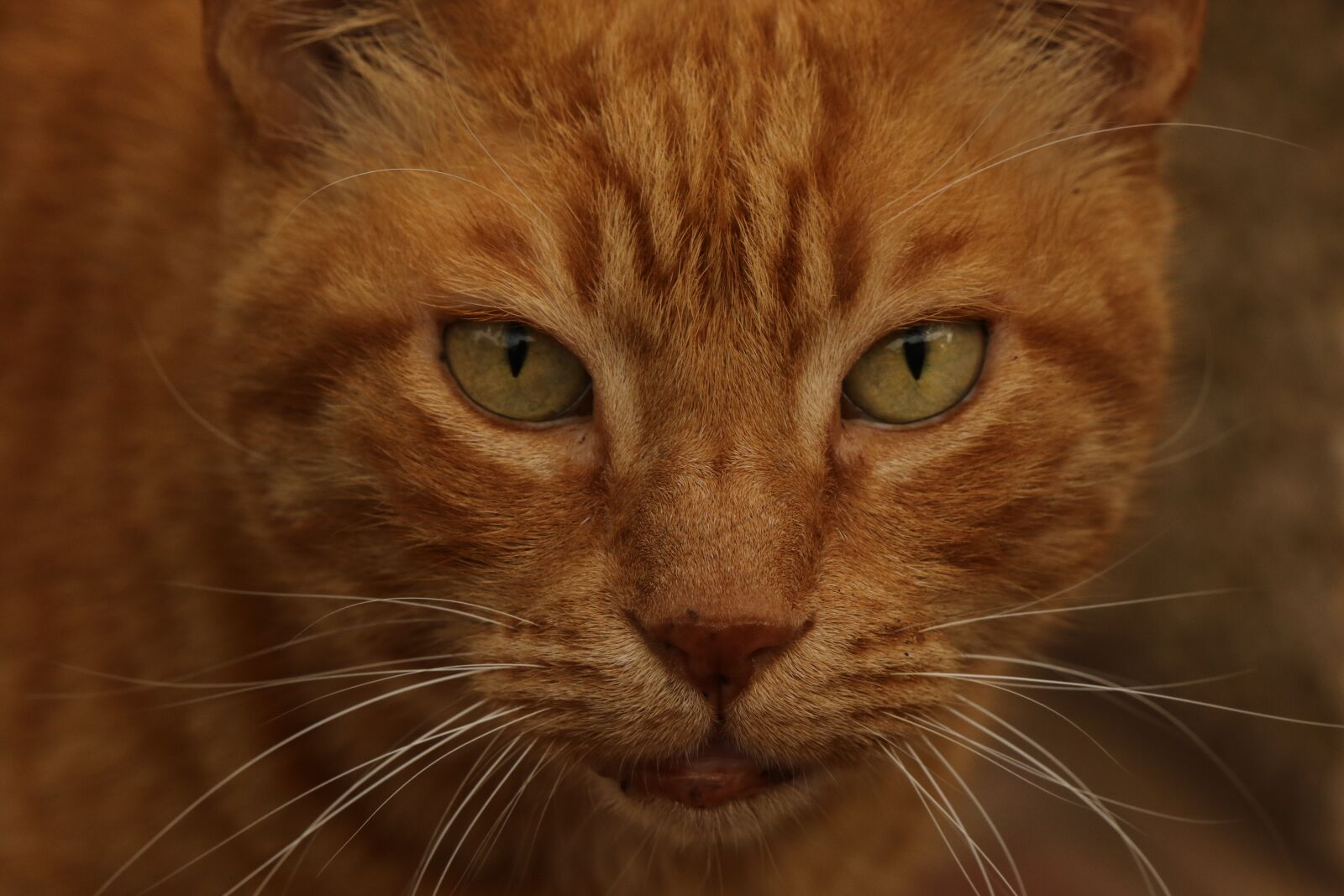 Canon EOS 7D Mark II sample photo. Cat, redhead, close up photography