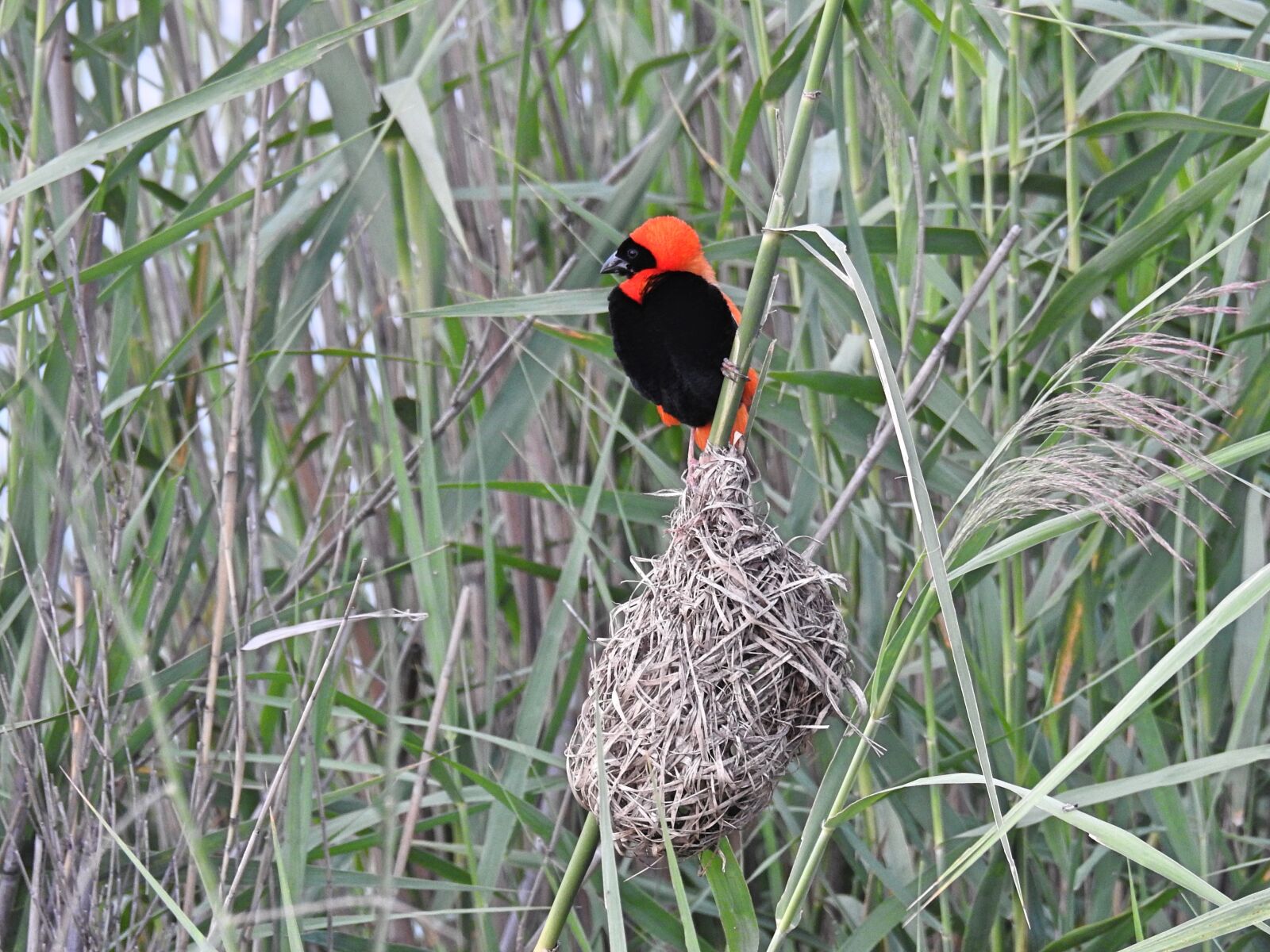 Nikon Coolpix P900 sample photo. Red bishop, wildlife, nature photography