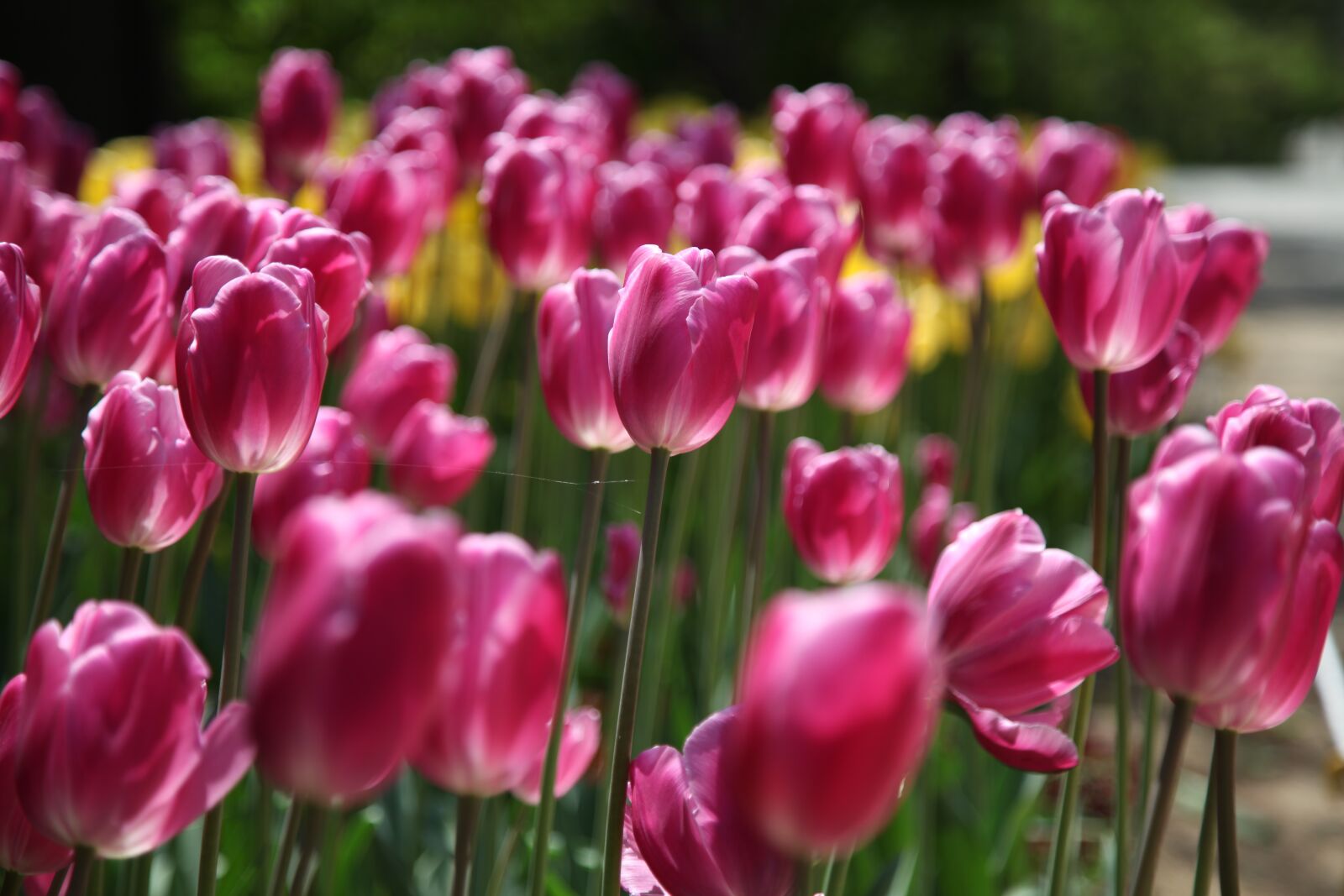 Canon EOS 5D Mark II sample photo. Tulip, flowers, plants photography