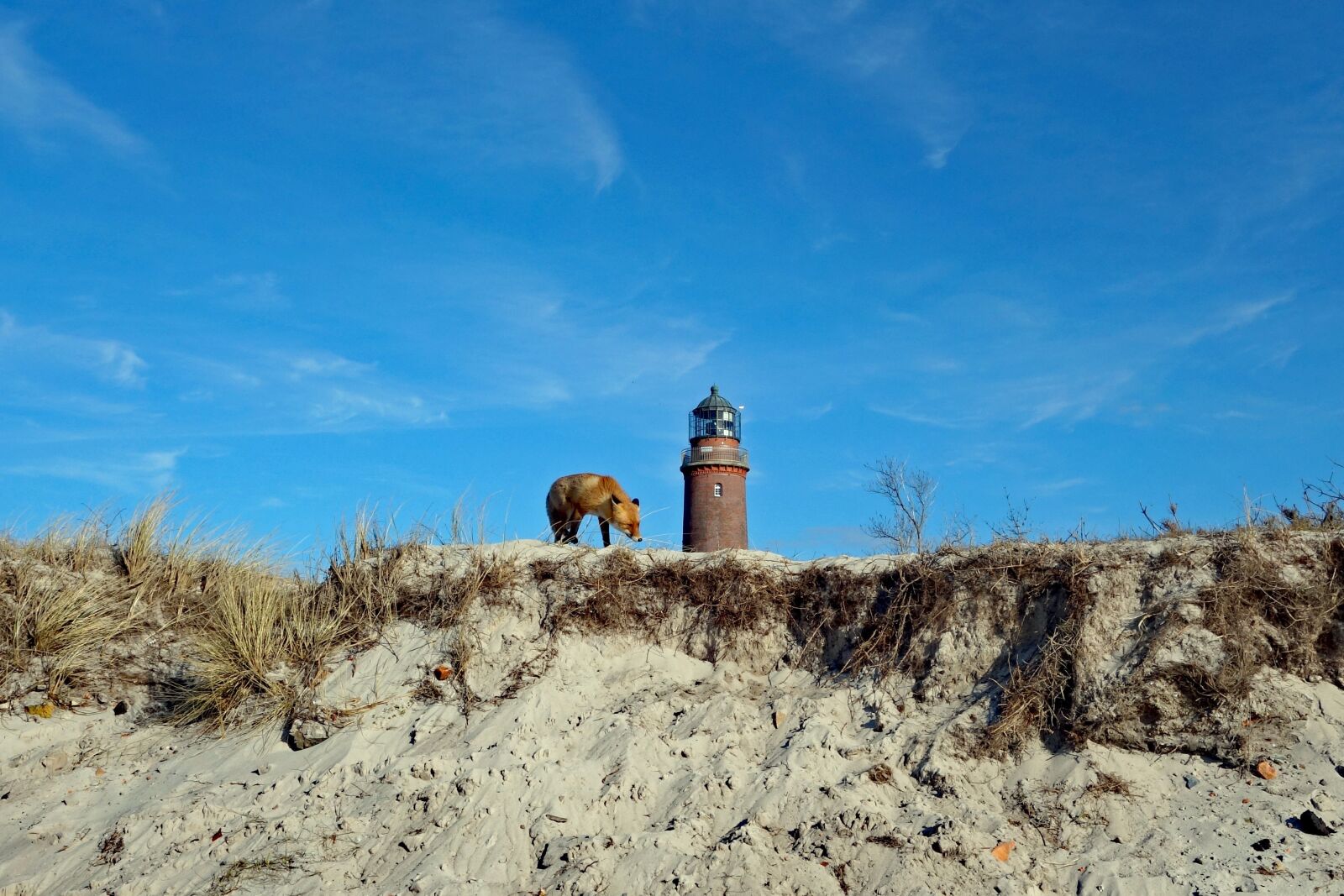 Sony Cyber-shot DSC-RX100 II sample photo. Fuchs, beach, tower photography