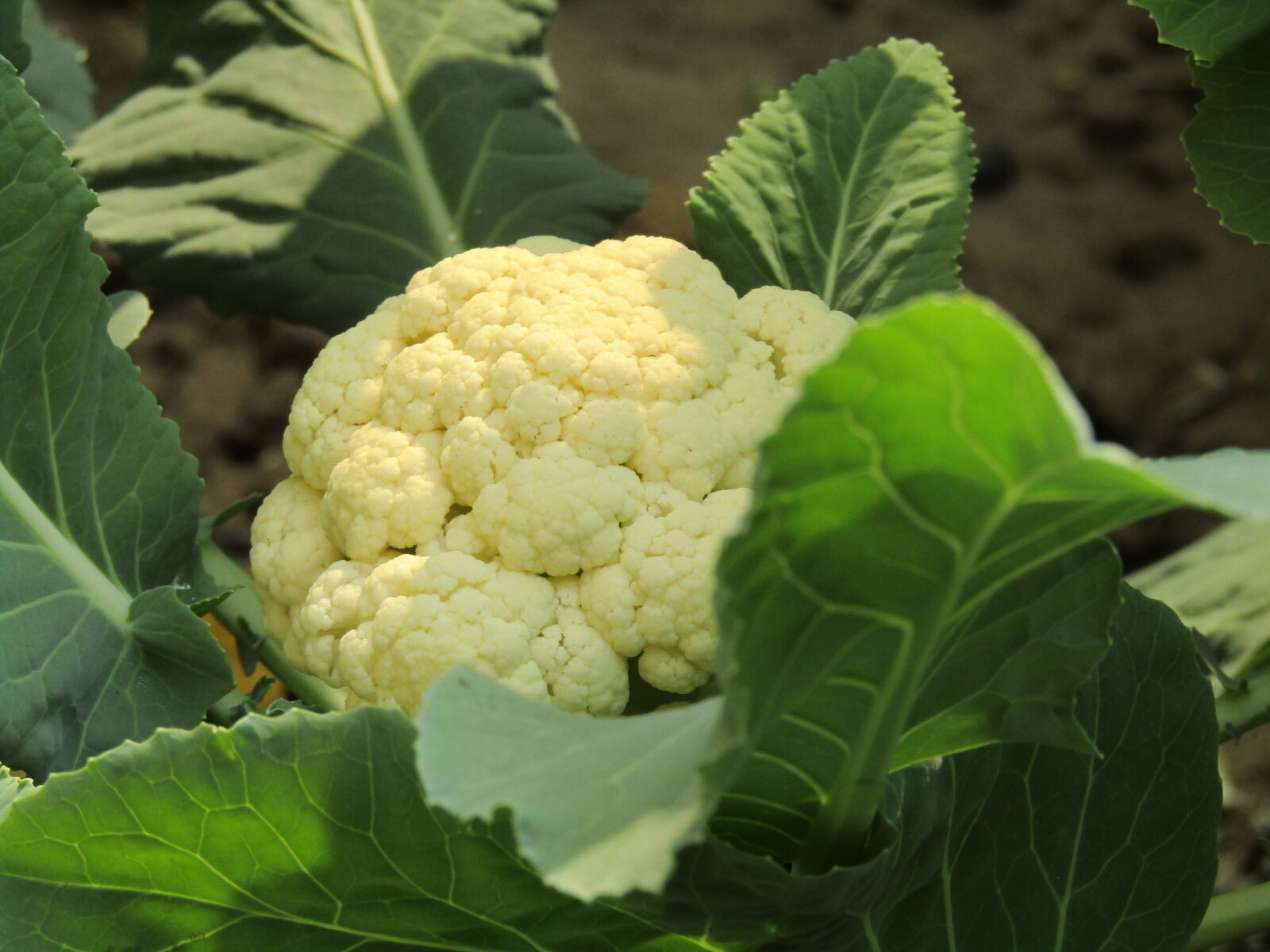 Canon PowerShot SX410 IS sample photo. Cauliflower, cauliflowerrice, cauliflowerpizza, c photography