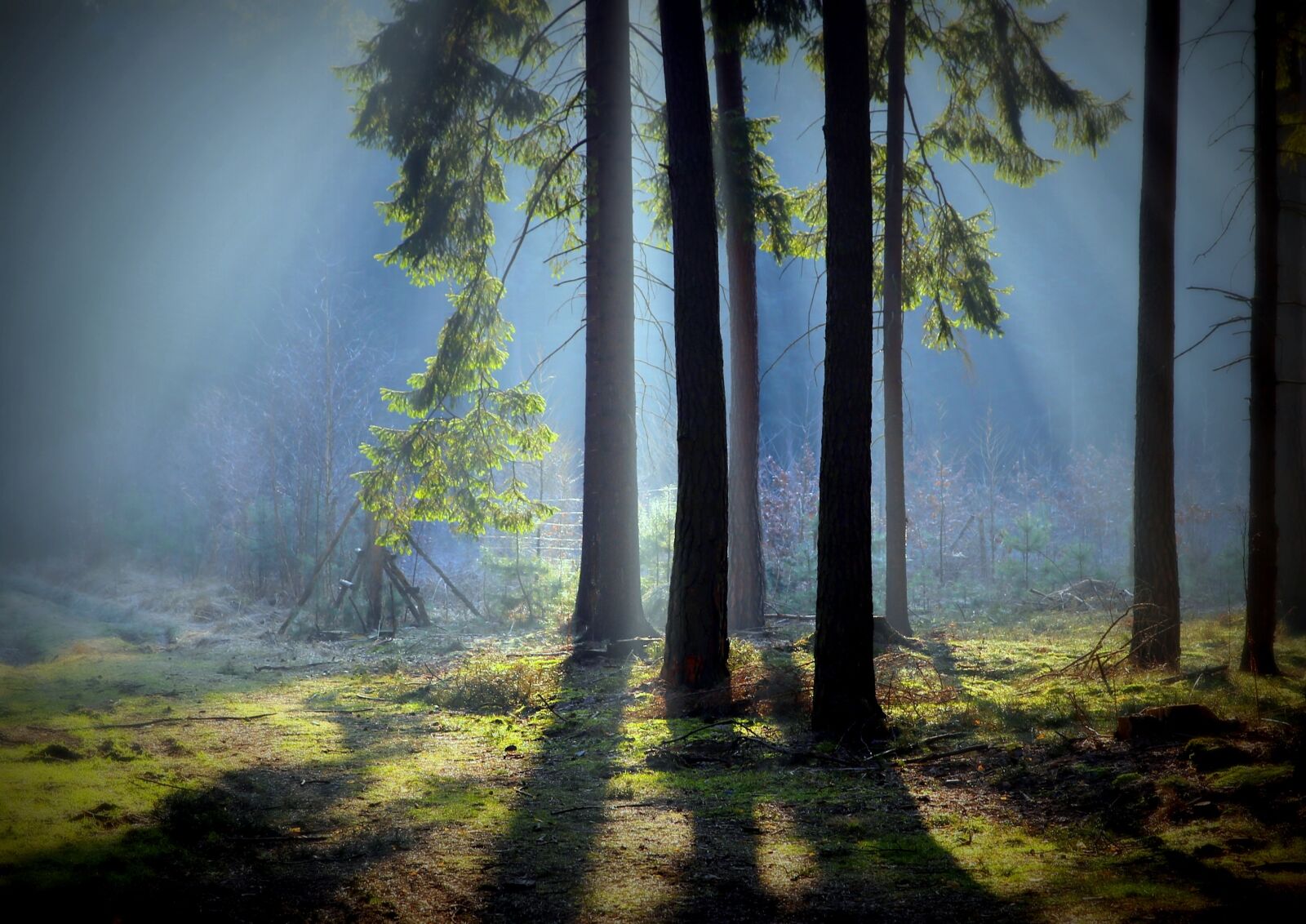 Canon EOS 6D sample photo. Mati, tree, nature photography