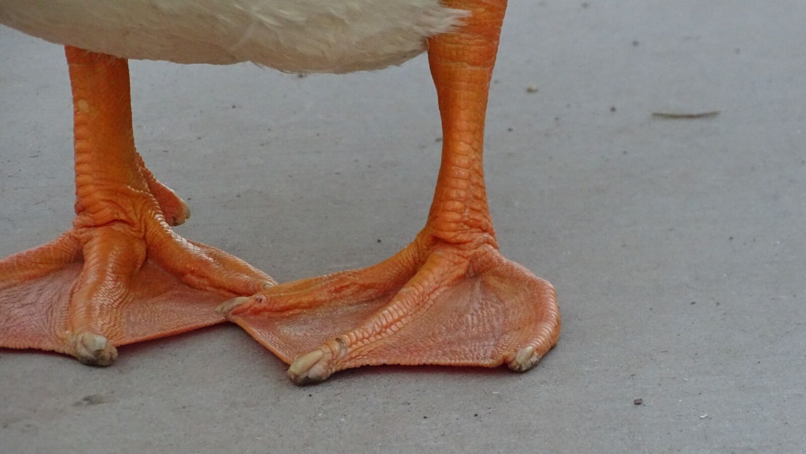 Sony Cyber-shot DSC-HX400V sample photo. Duck, feet, bird photography