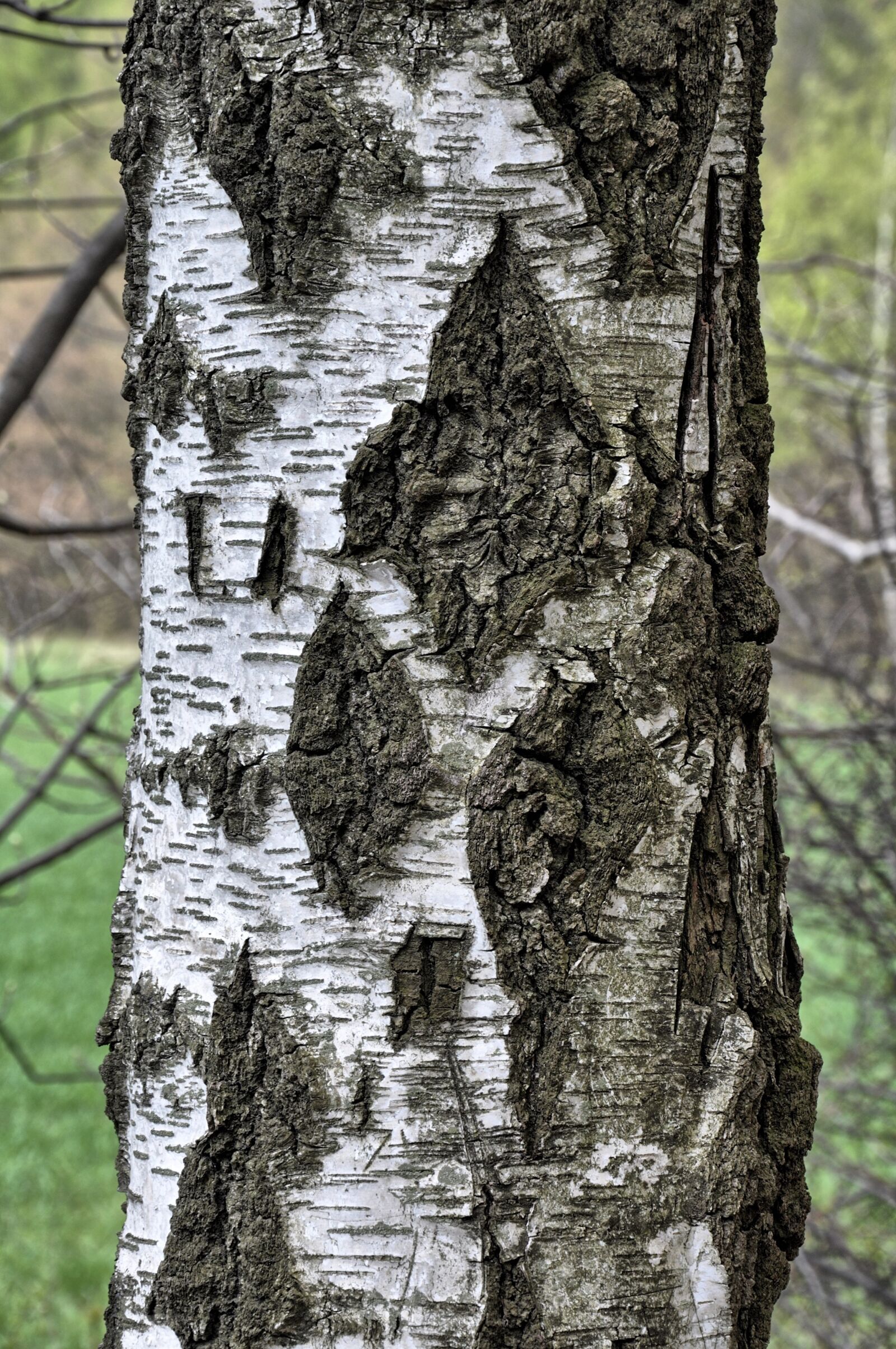 Nikon D90 sample photo. Birch, the bark, tree photography