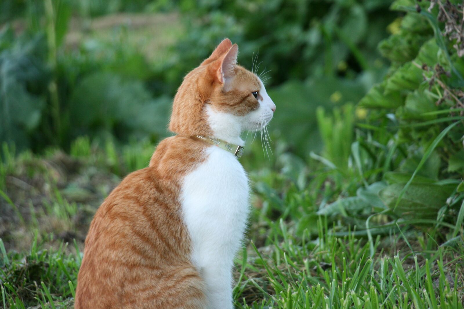 Canon EOS 400D (EOS Digital Rebel XTi / EOS Kiss Digital X) sample photo. Cat, nature, animal photography