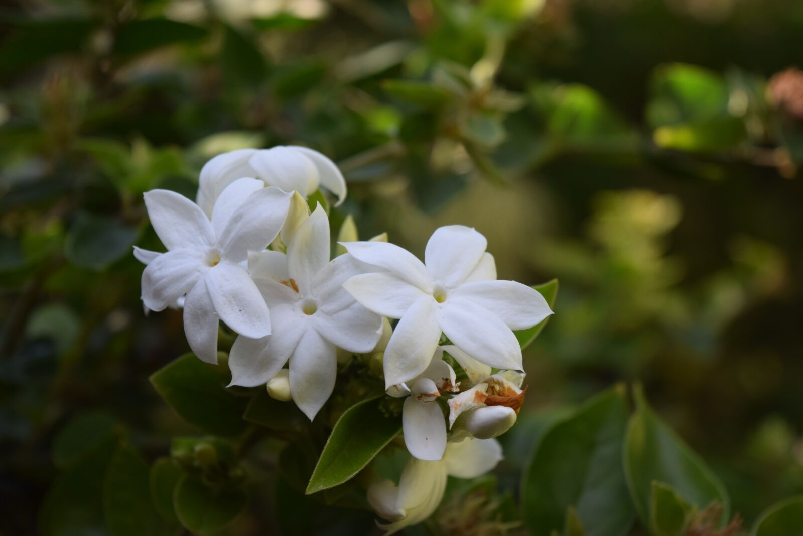 Nikon D5300 sample photo. Nature, flower, plant photography