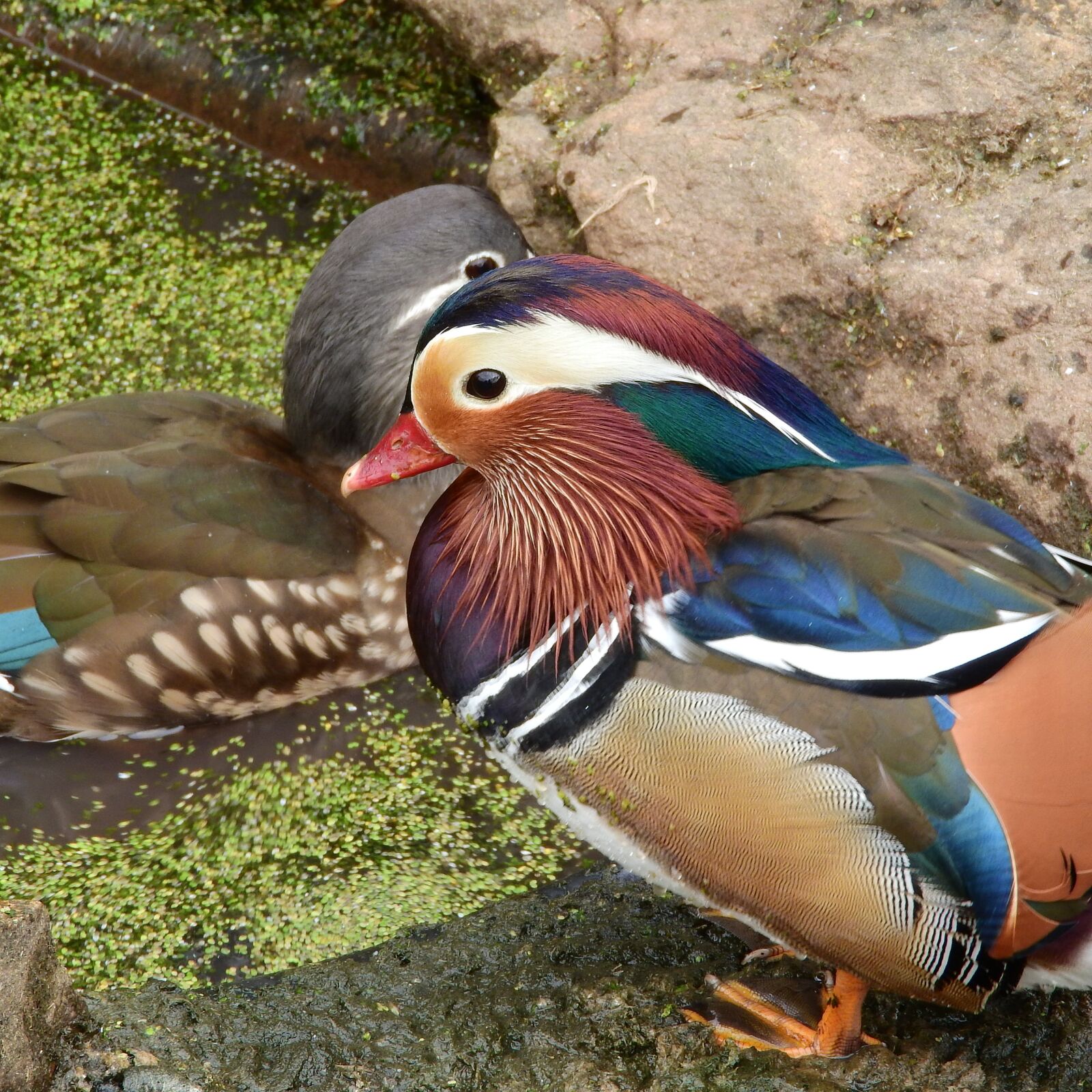 Nikon Coolpix P610 sample photo. Mandarin mandarin, an ornamental photography