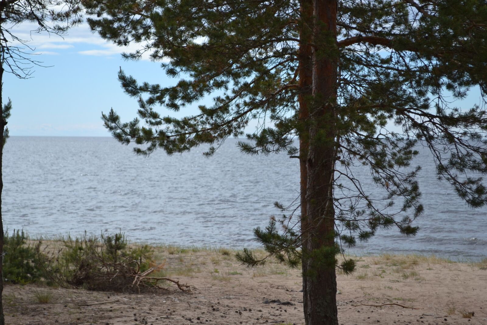 Nikon D3100 sample photo. Nature, trees, landscape photography