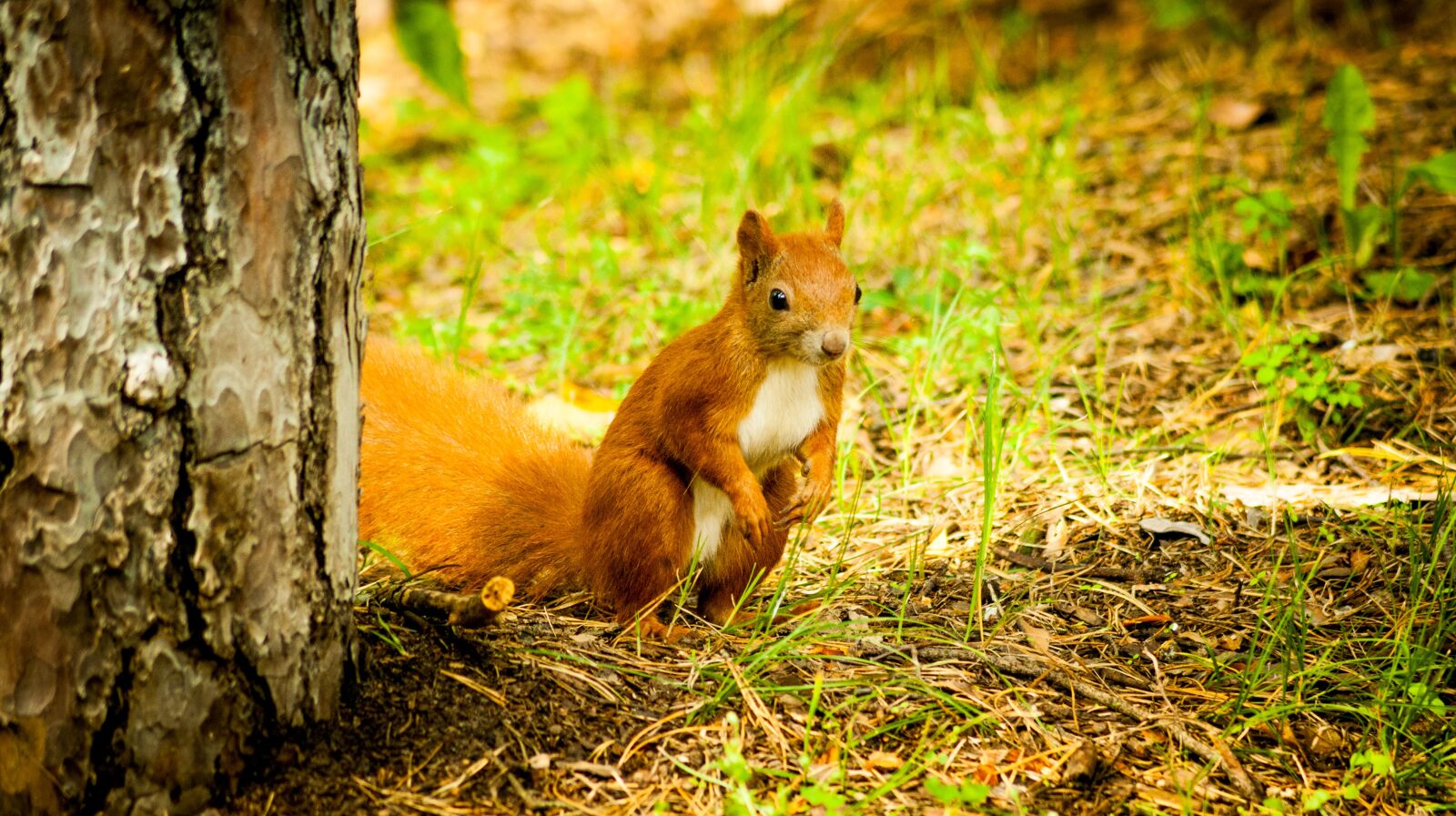 Sony Alpha DSLR-A350 sample photo. The squirrel, forest, ruda photography