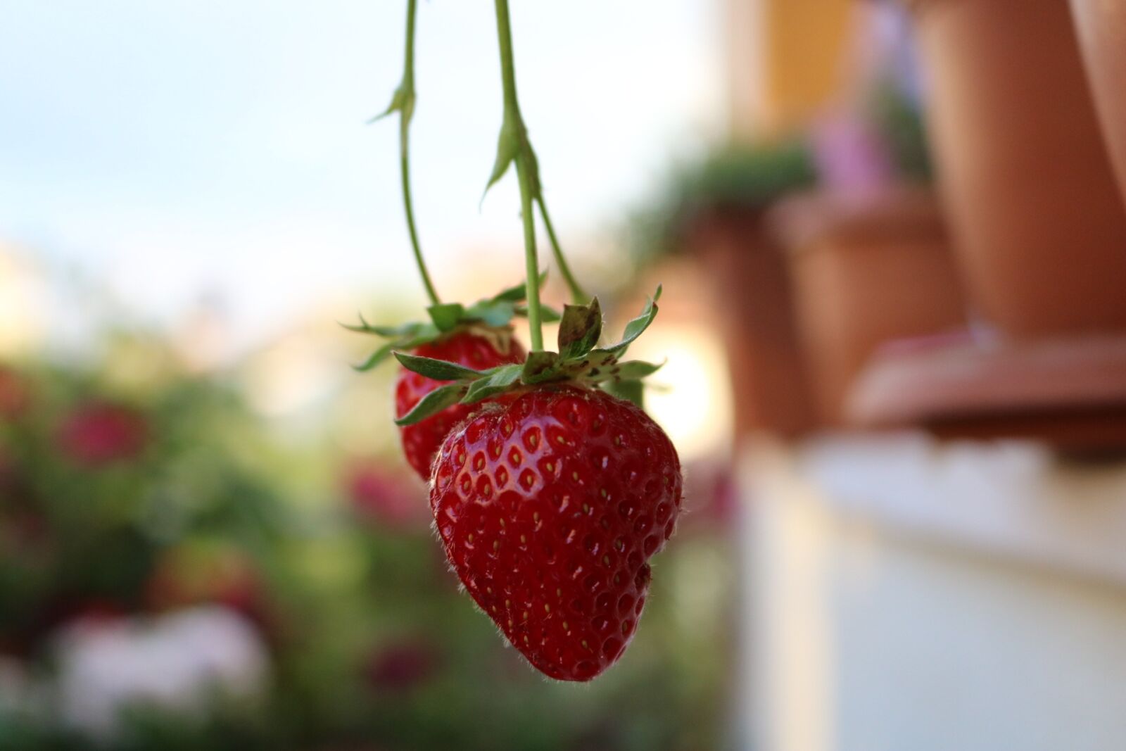 Canon EOS 750D (EOS Rebel T6i / EOS Kiss X8i) sample photo. Red, strawberry, garden photography