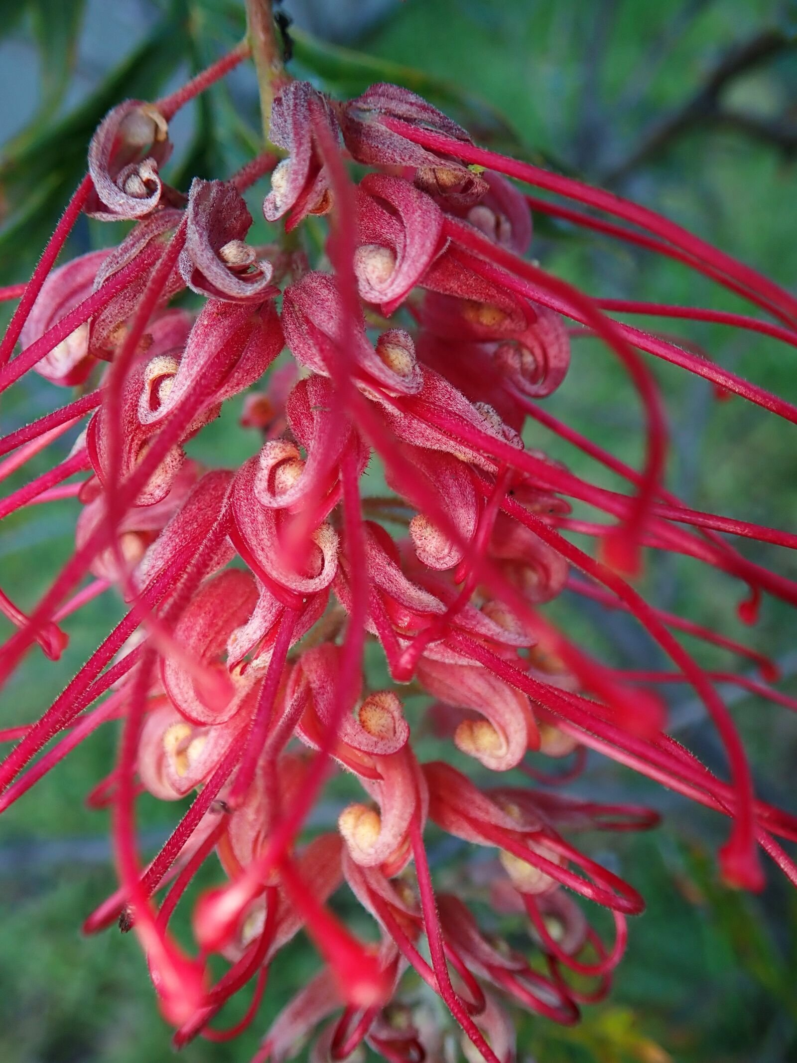 Olympus TG-5 sample photo. Flower, red, grevillea photography