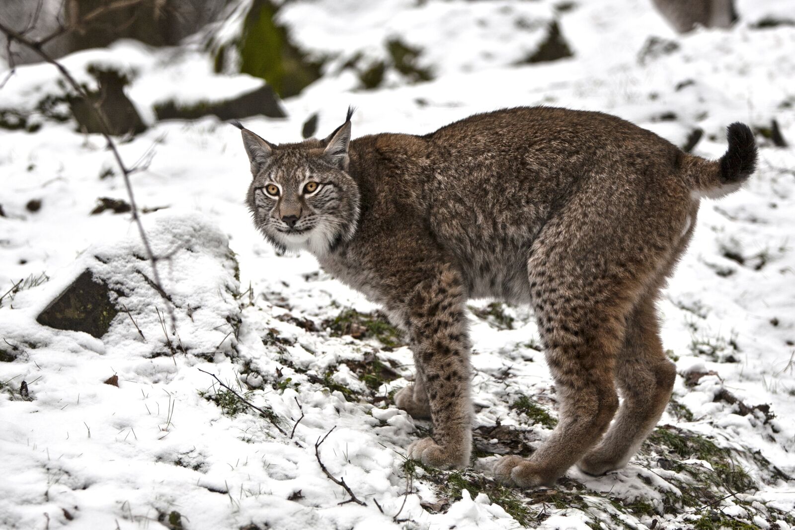 Canon EOS 5D + Canon EF 70-200mm F2.8L IS USM sample photo. Lynx, wilderness, white photography