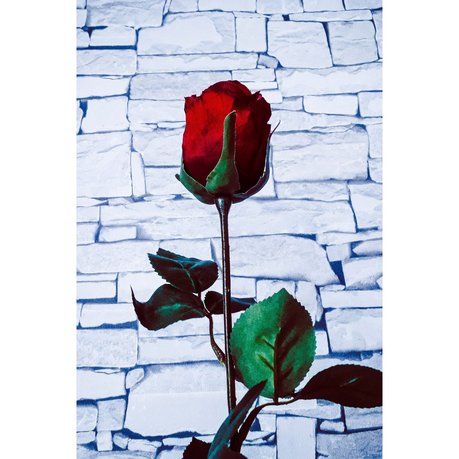 Samsung Galaxy J6 sample photo. Rose, red, wall photography