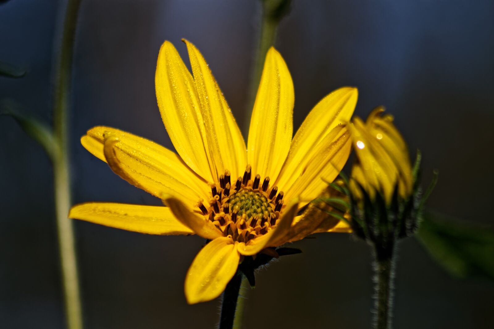 Canon EOS 1100D (EOS Rebel T3 / EOS Kiss X50) sample photo. Flower, yellow, bloom photography