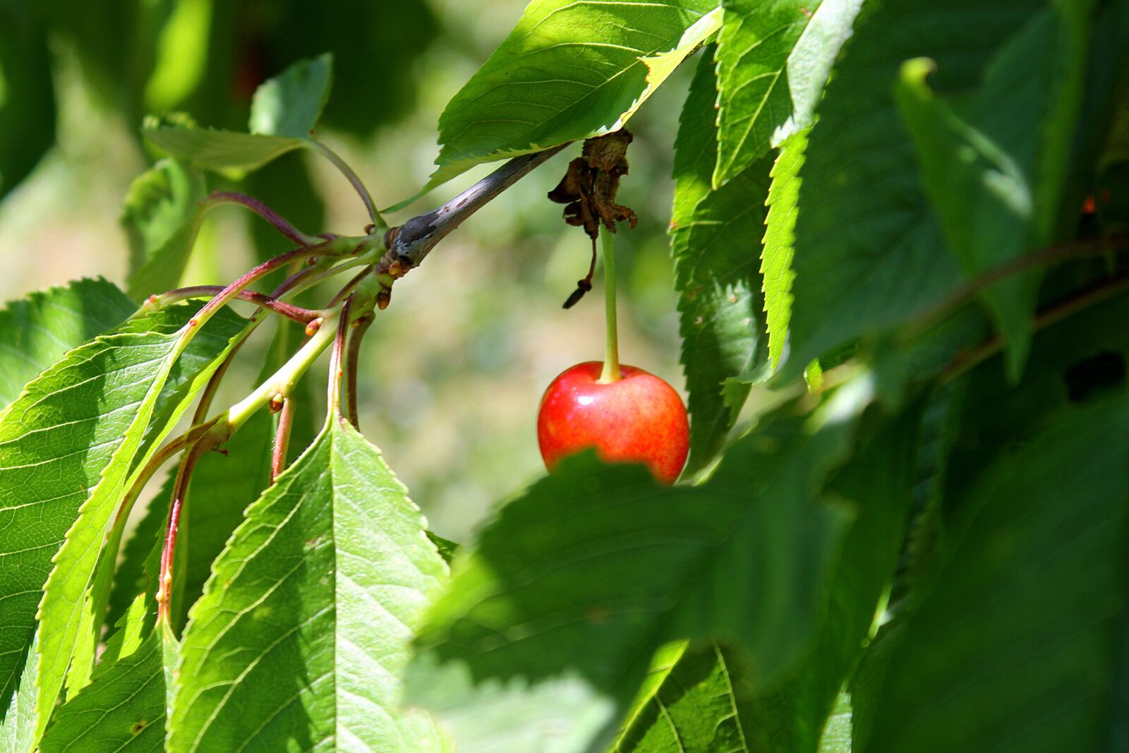 Canon EOS 1100D (EOS Rebel T3 / EOS Kiss X50) sample photo. Cherry, cherry tree, nature photography